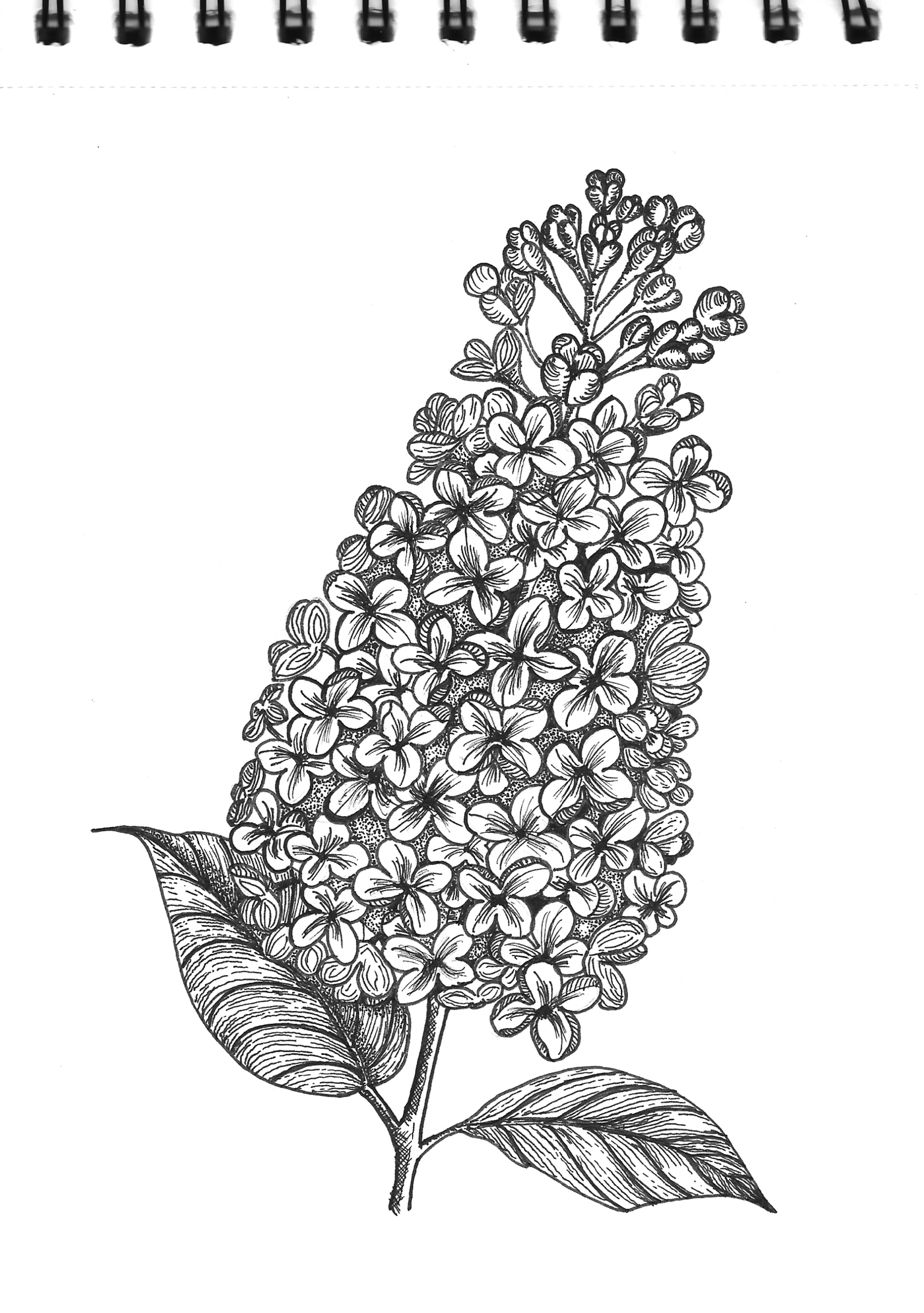 Cherry, Liliac, Cosmos - image 3 - student project