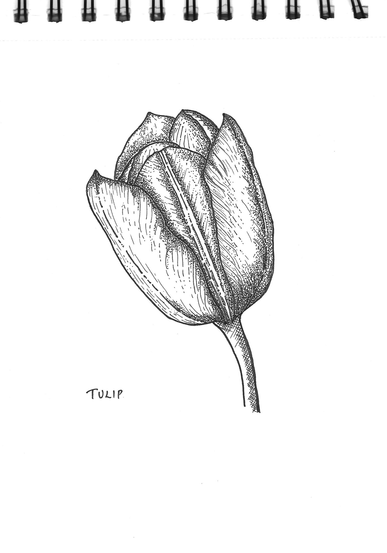 Flowers - image 2 - student project