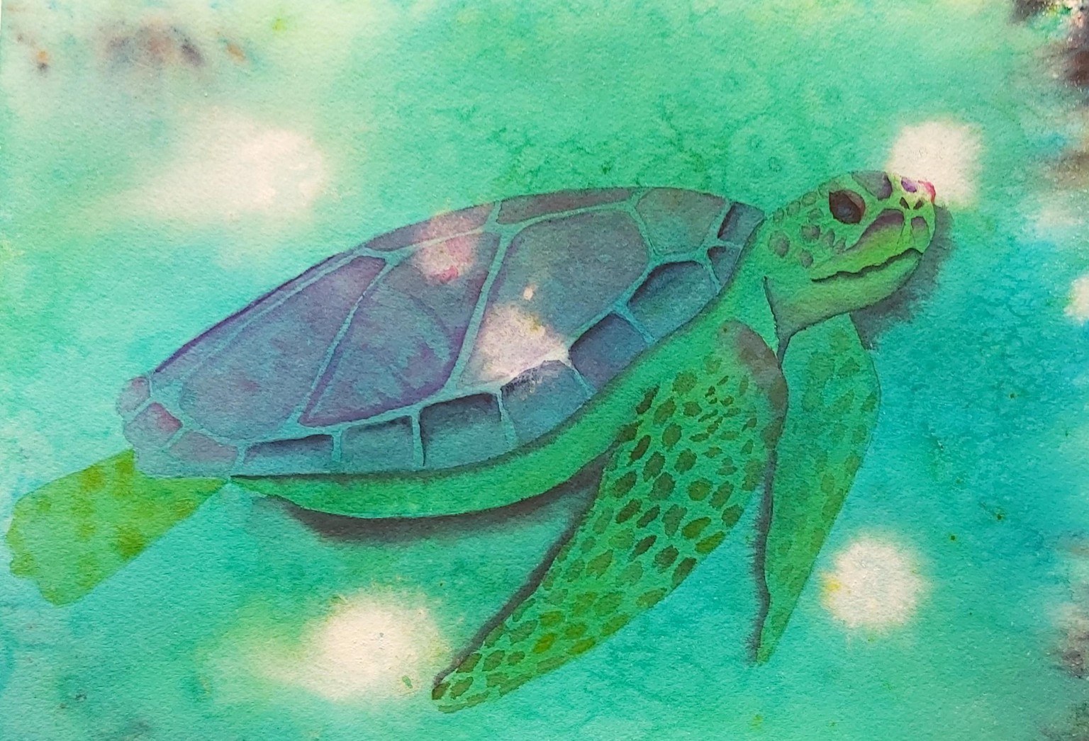 Sea Turtle - image 1 - student project