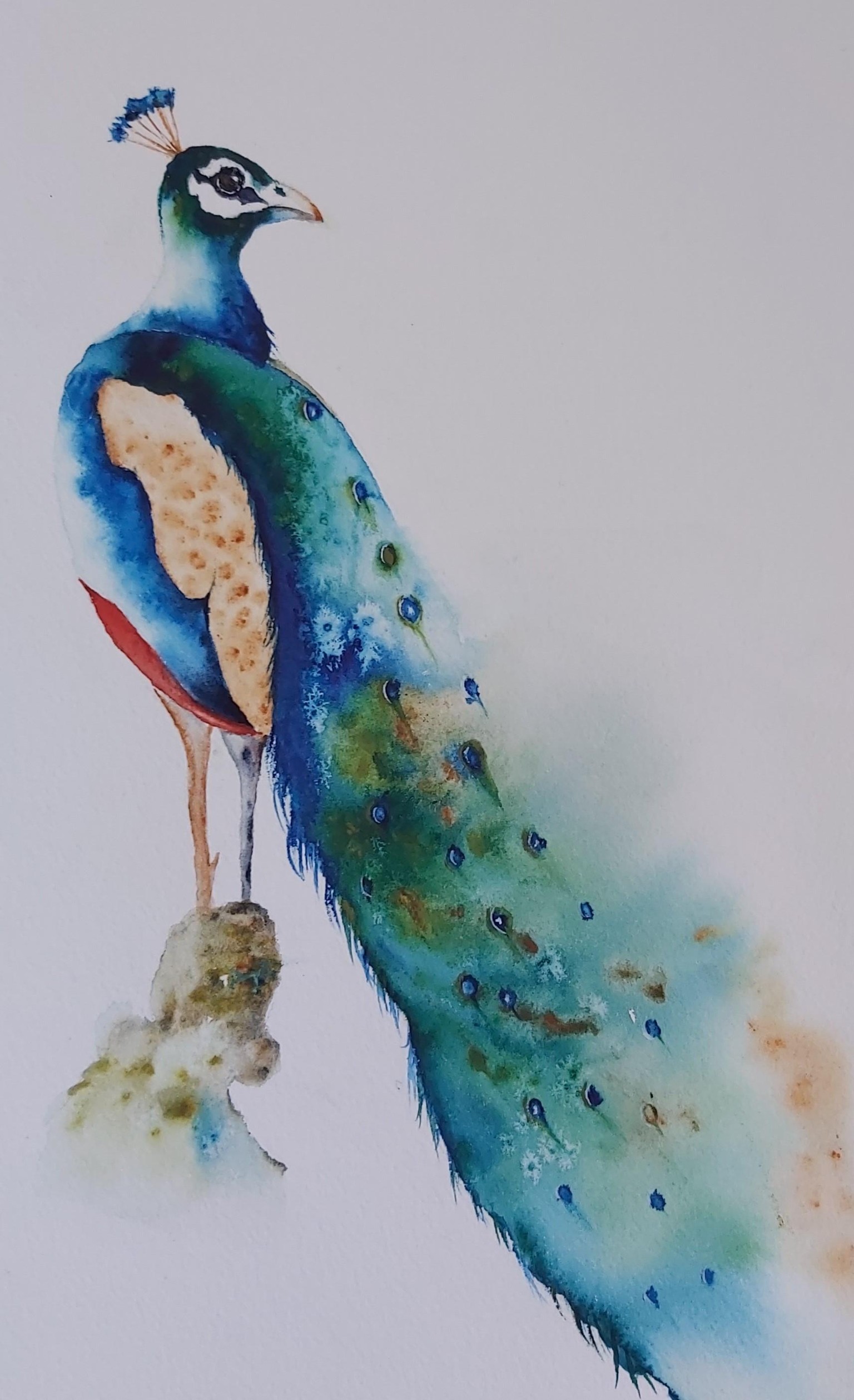 Peacock - image 1 - student project