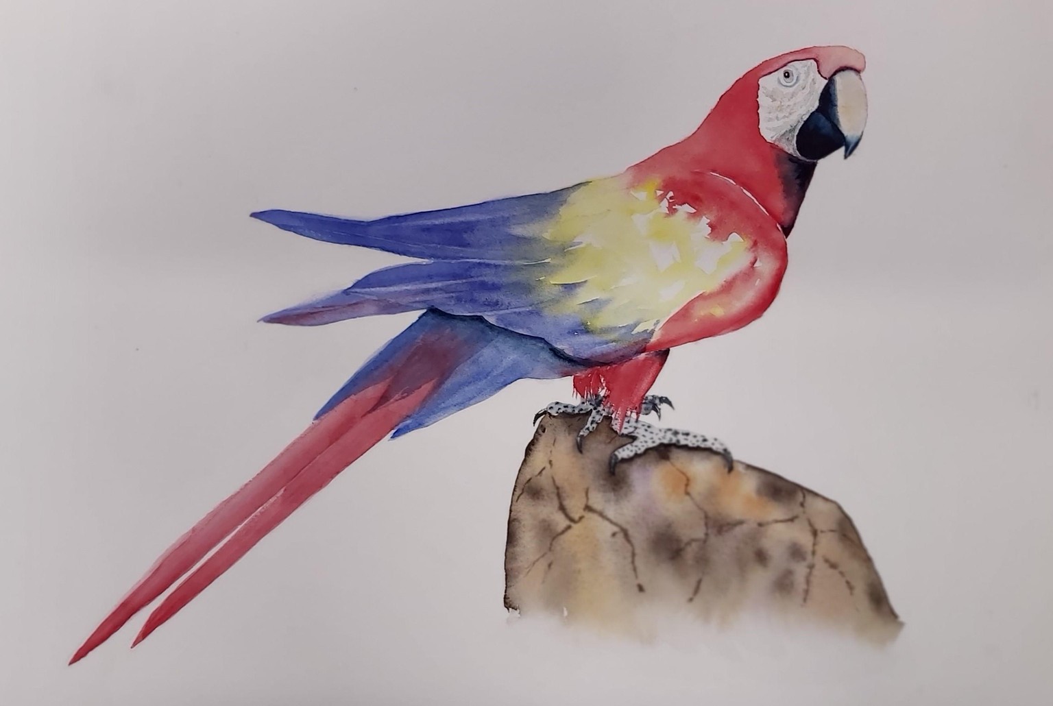 Macaw - image 1 - student project