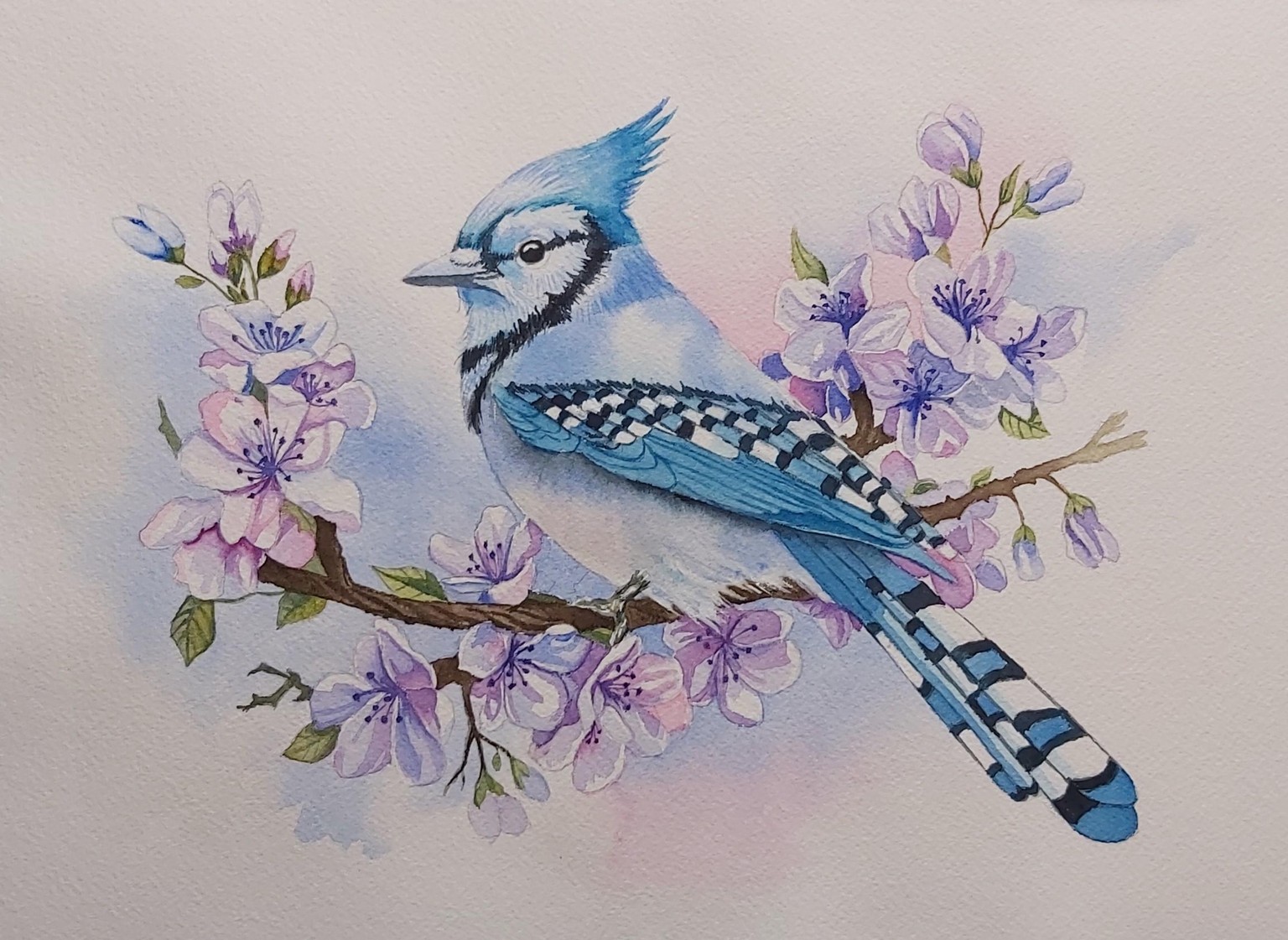 Blue Jay - image 1 - student project