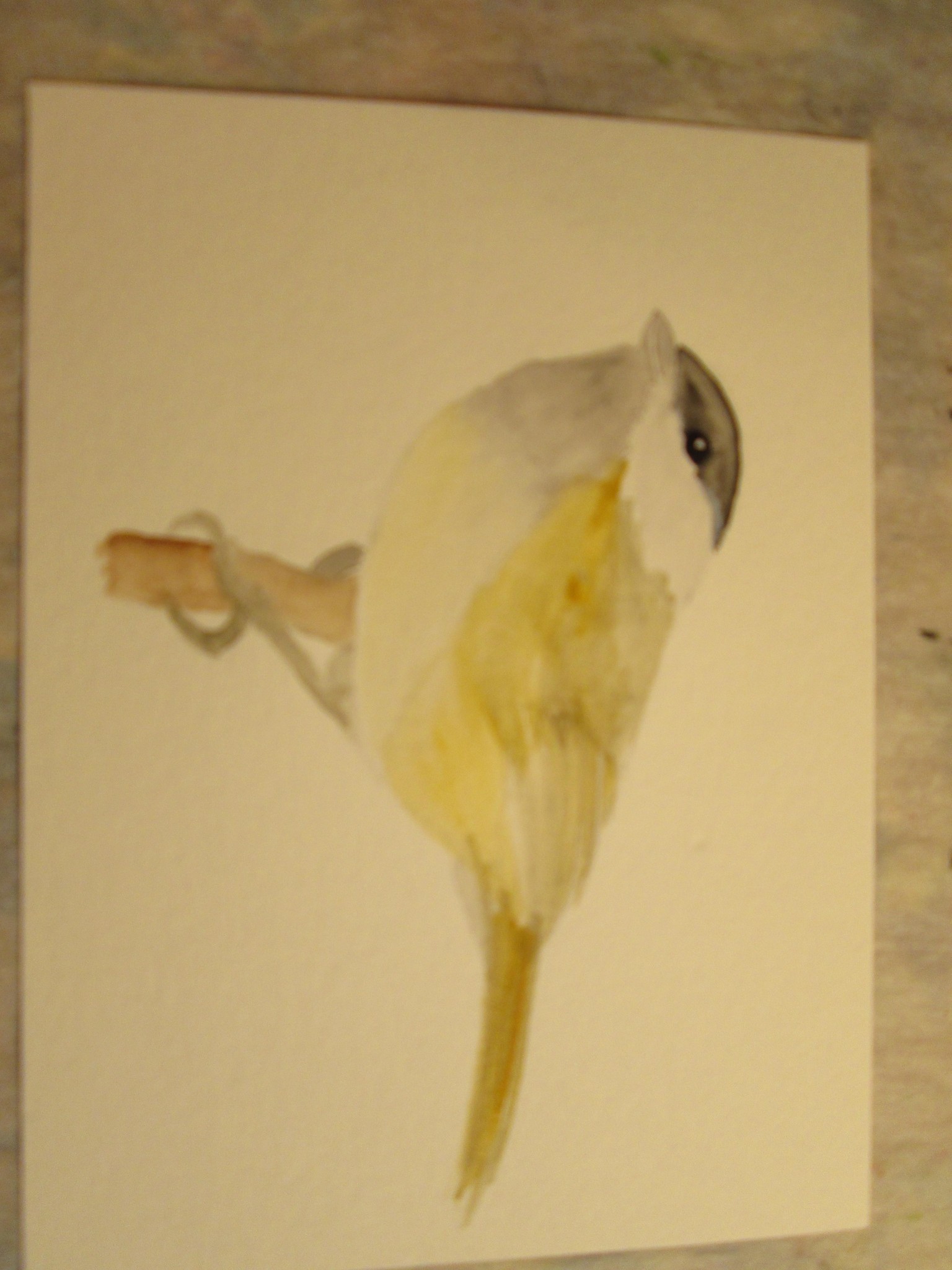 Small Perching Bird - image 1 - student project