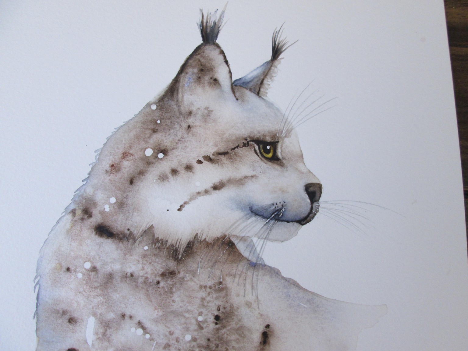 Iberian Lynx - image 1 - student project