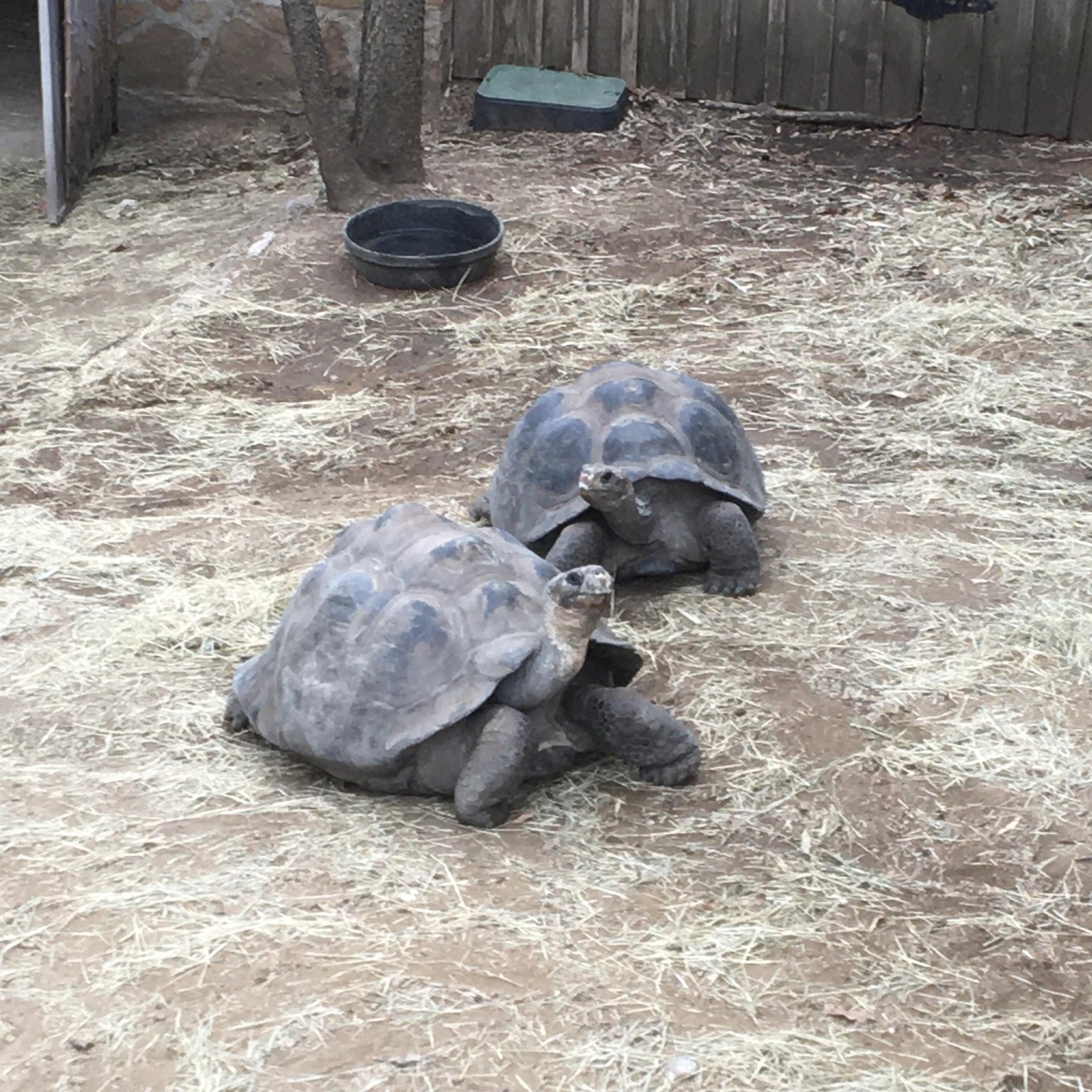 Tortoise Portrait - image 2 - student project