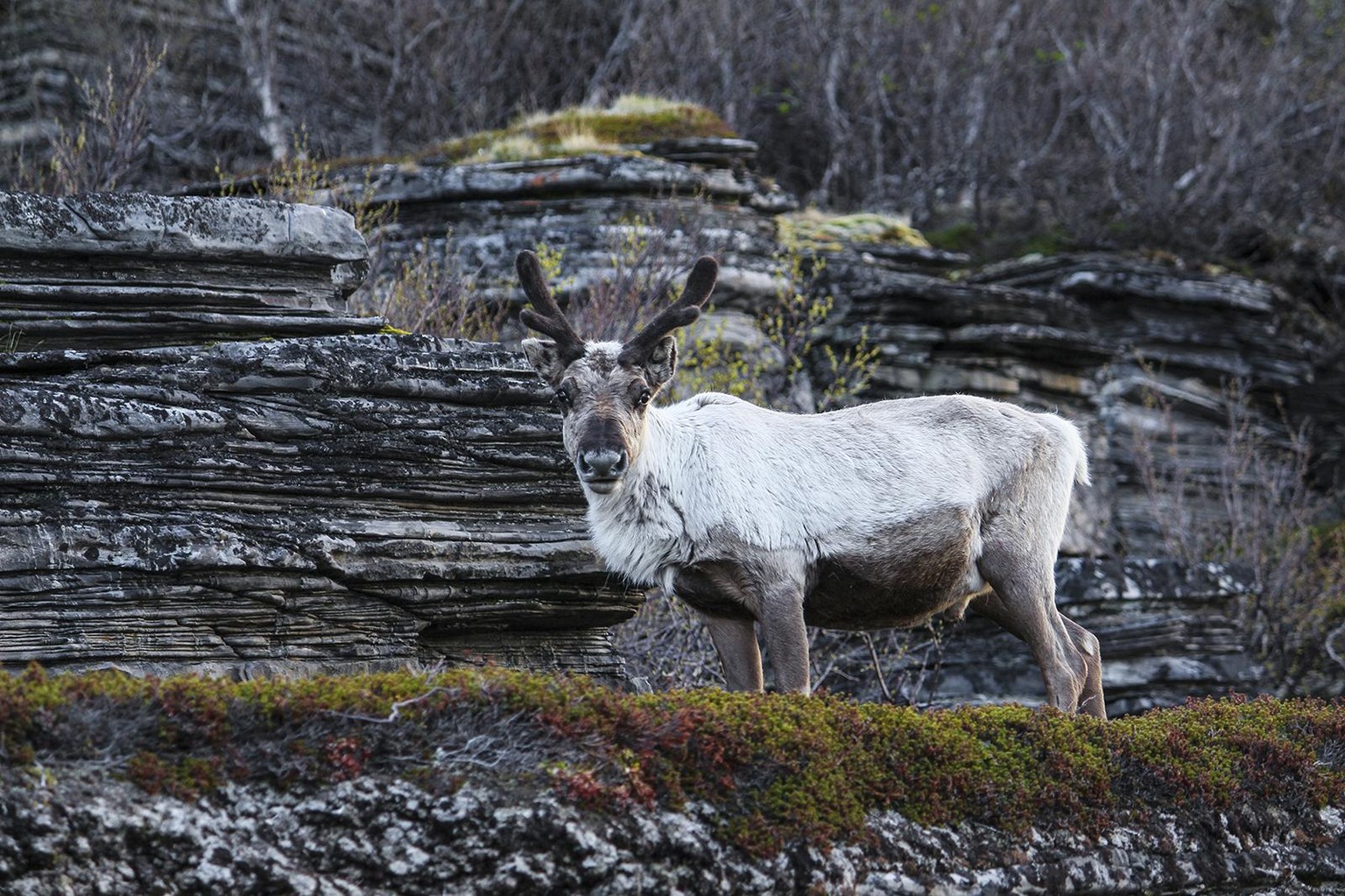 Sample Project: A Midnight Sun Road Trip Within the Arctic Circle - image 5 - student project