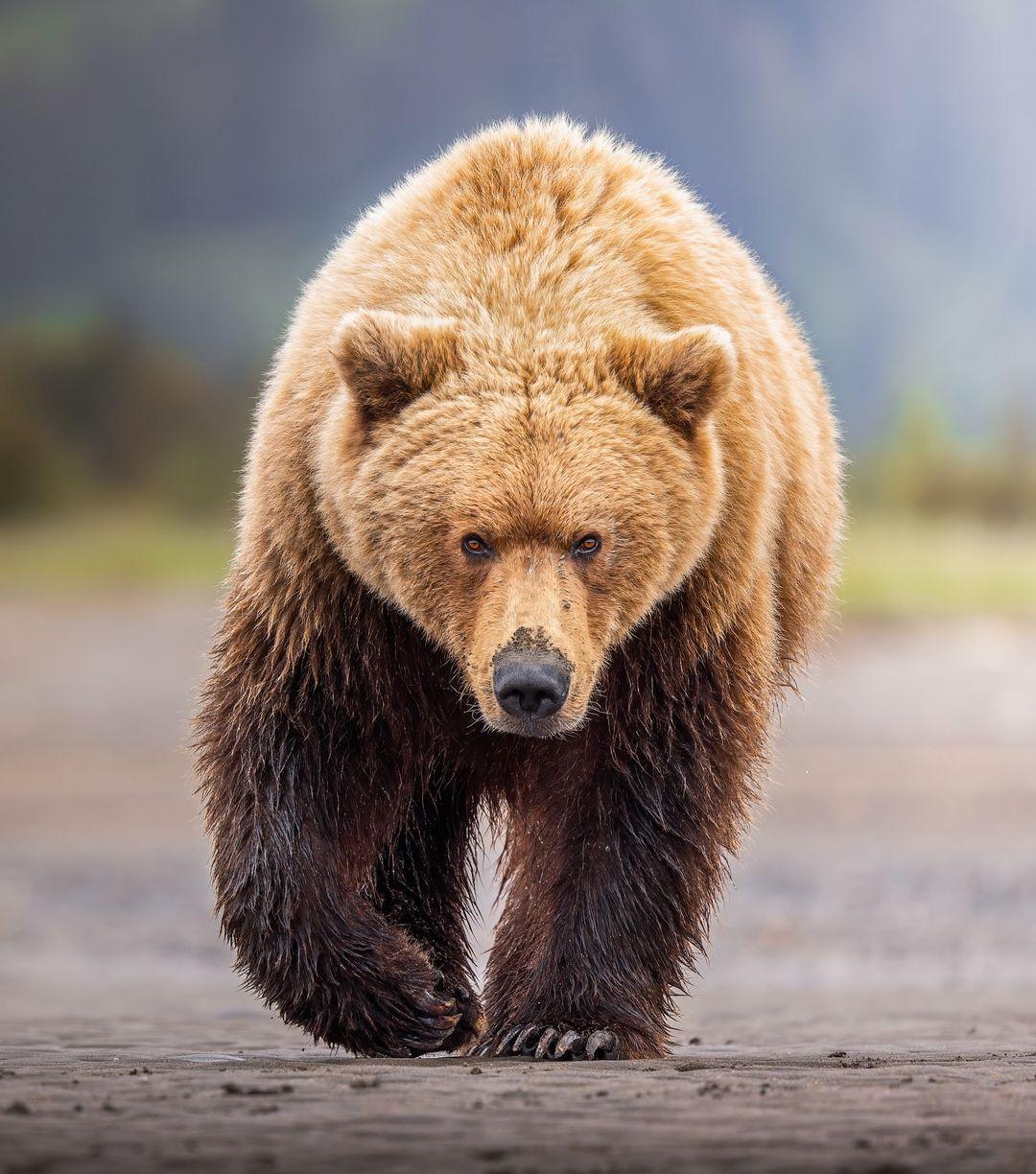 Reference Project: Bear - image 1 - student project