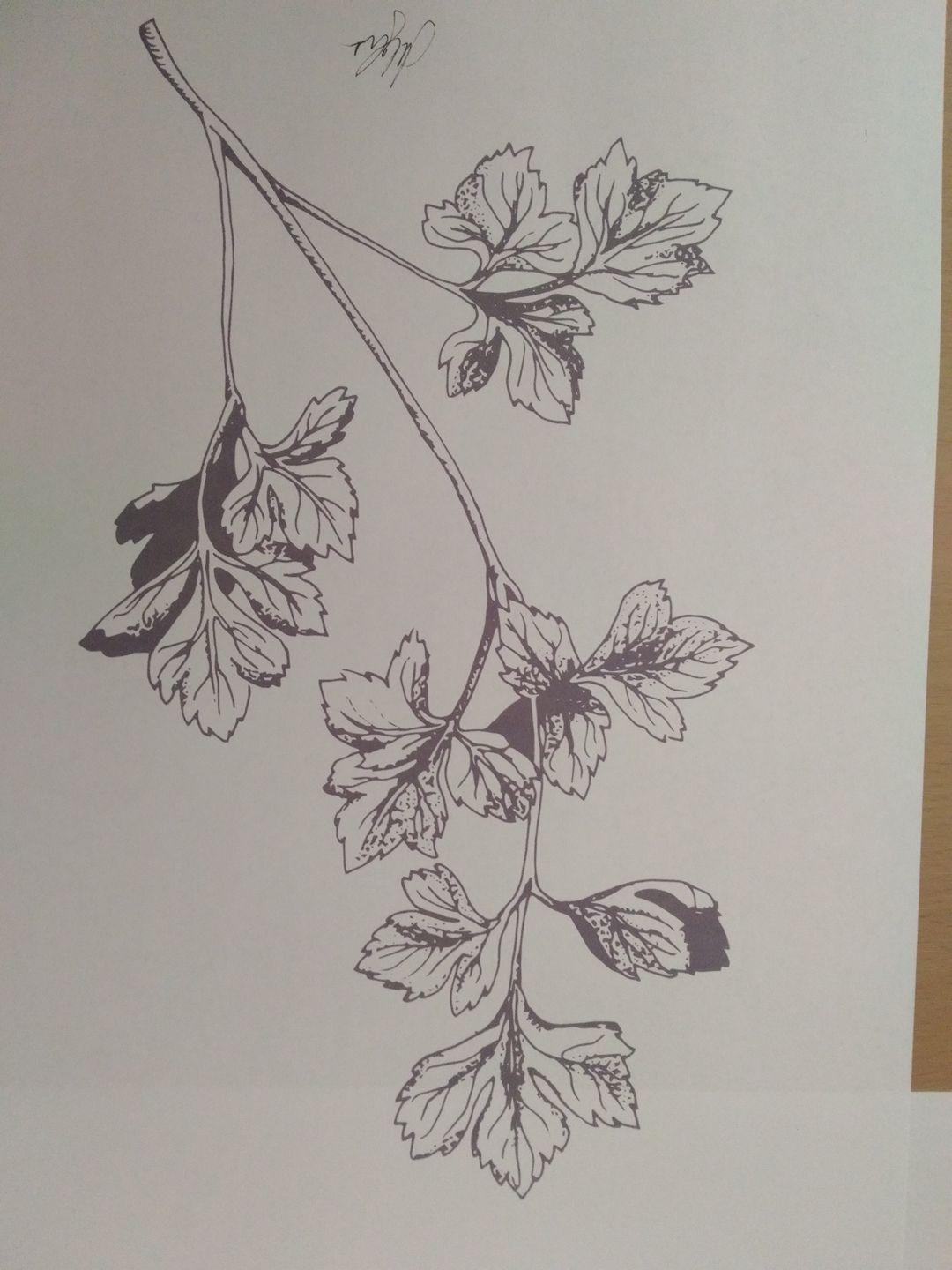 The Parsley Project - image 2 - student project