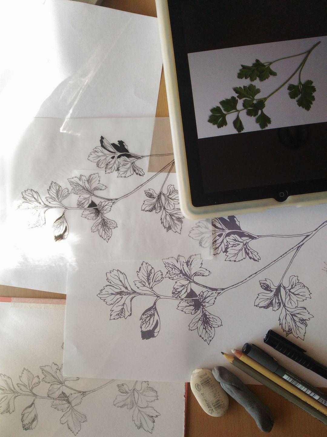 The Parsley Project - image 3 - student project