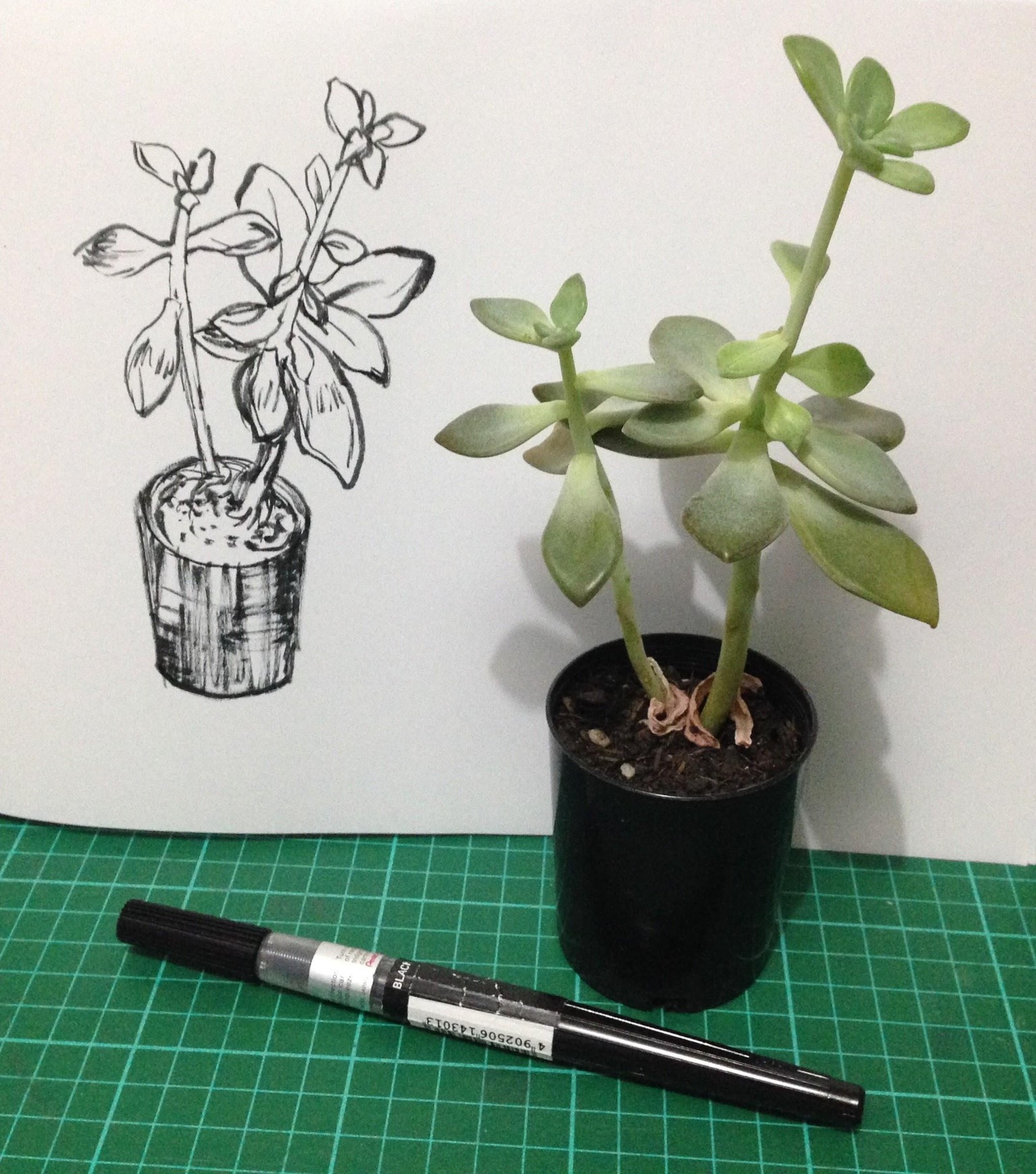3 Minute Challenge Sketches & Watercolour - image 1 - student project