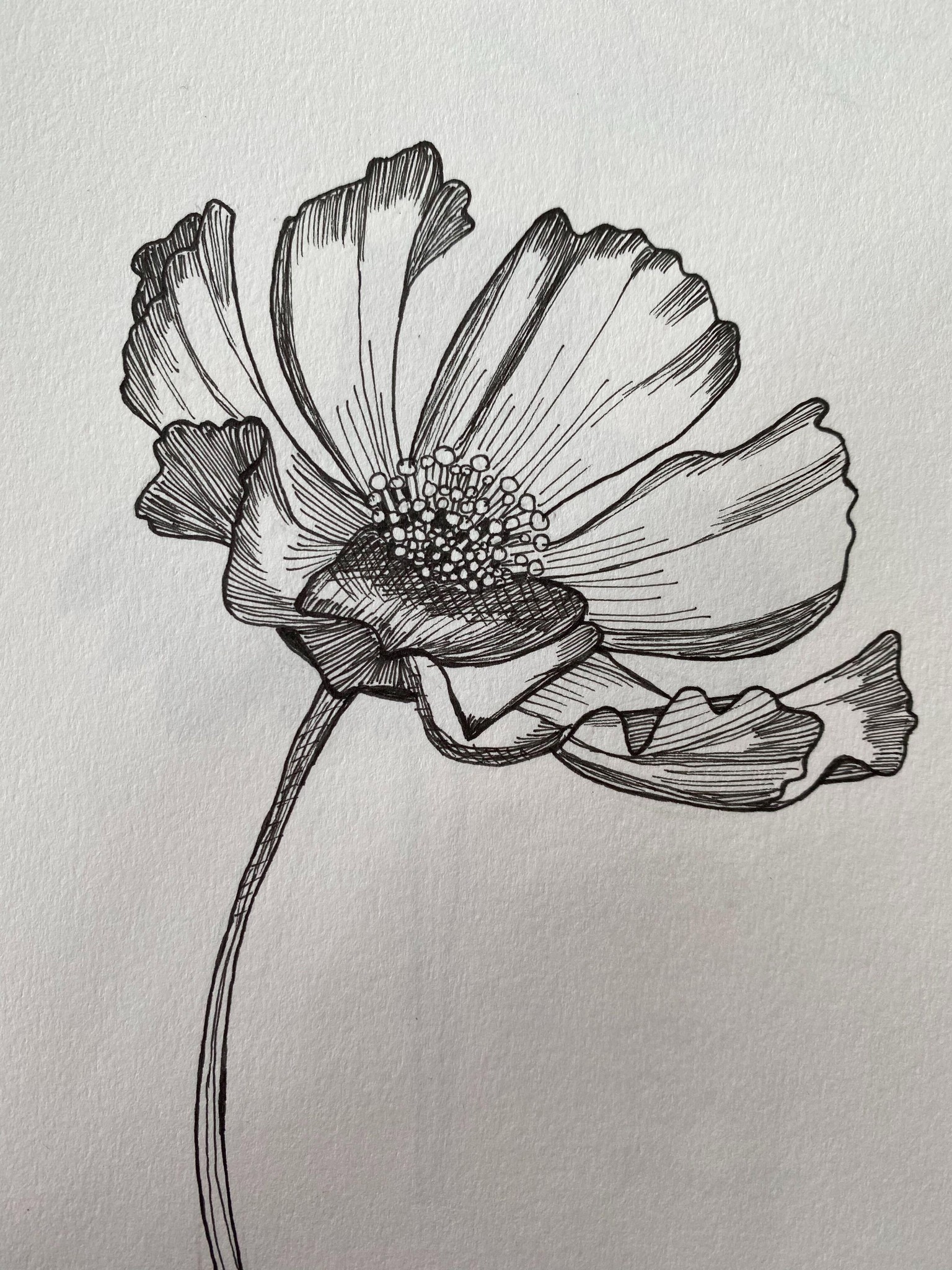 Botanical Illustrations - image 1 - student project