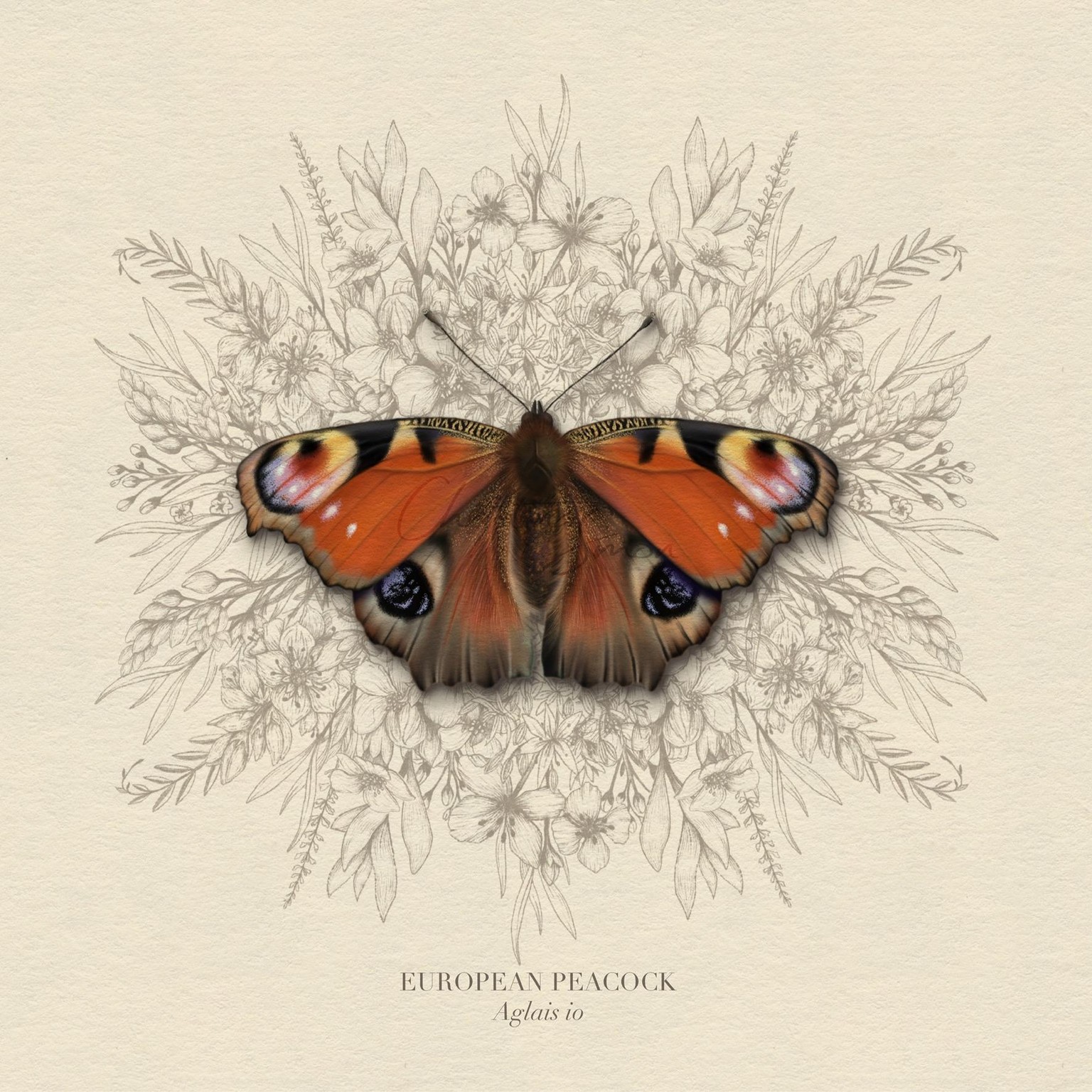 Painted Lady Butterfly and Co - image 3 - student project