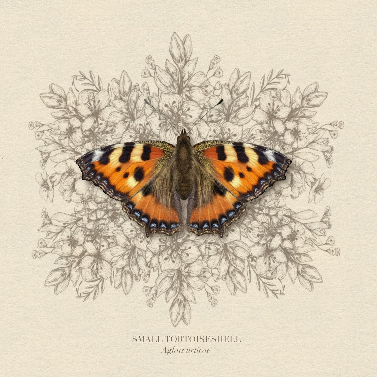 Painted Lady Butterfly and Co - image 2 - student project