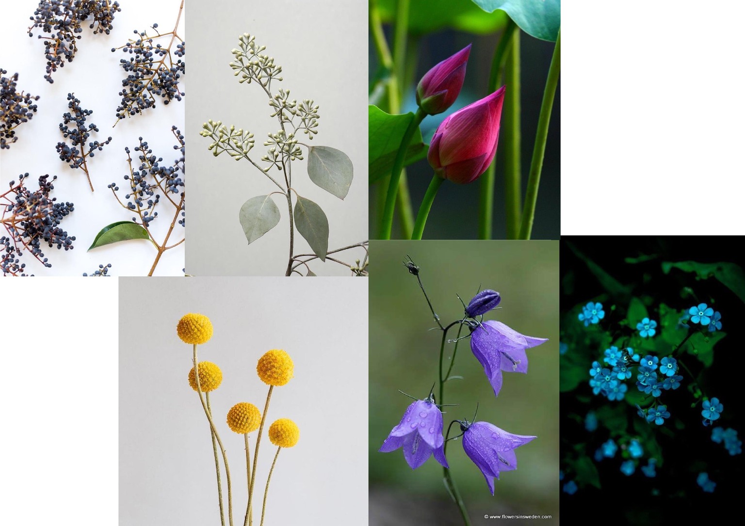 Illustrating A Botanical Composition: Florals In A Cup - image 3 - student project
