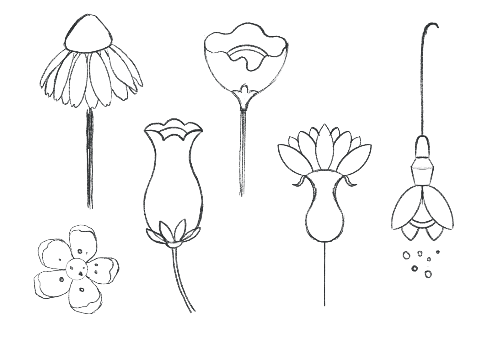 Illustrating A Botanical Composition: Florals In A Cup - image 4 - student project