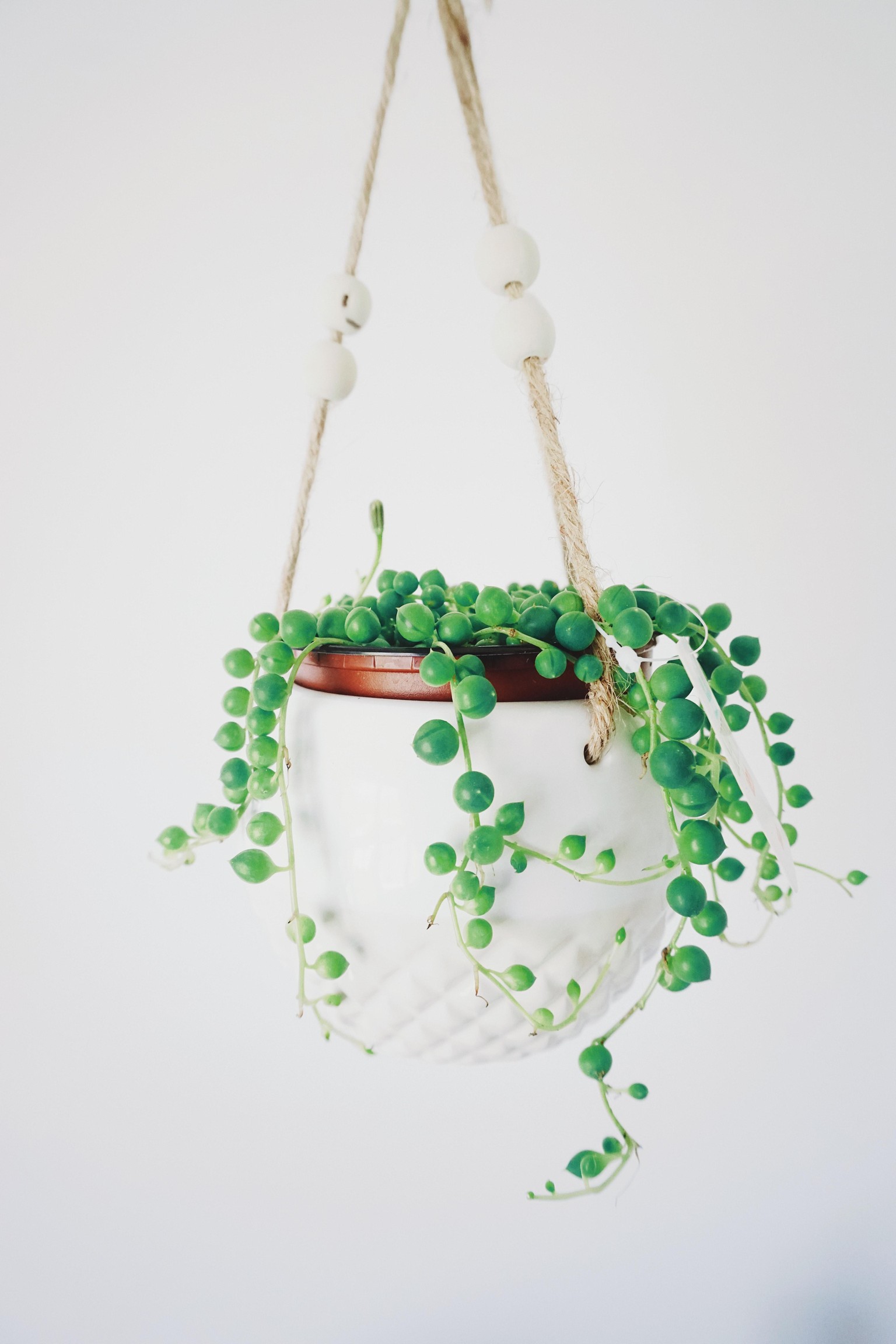 String of Pearls Illustration : Acrylic Gouache on Paper - image 1 - student project