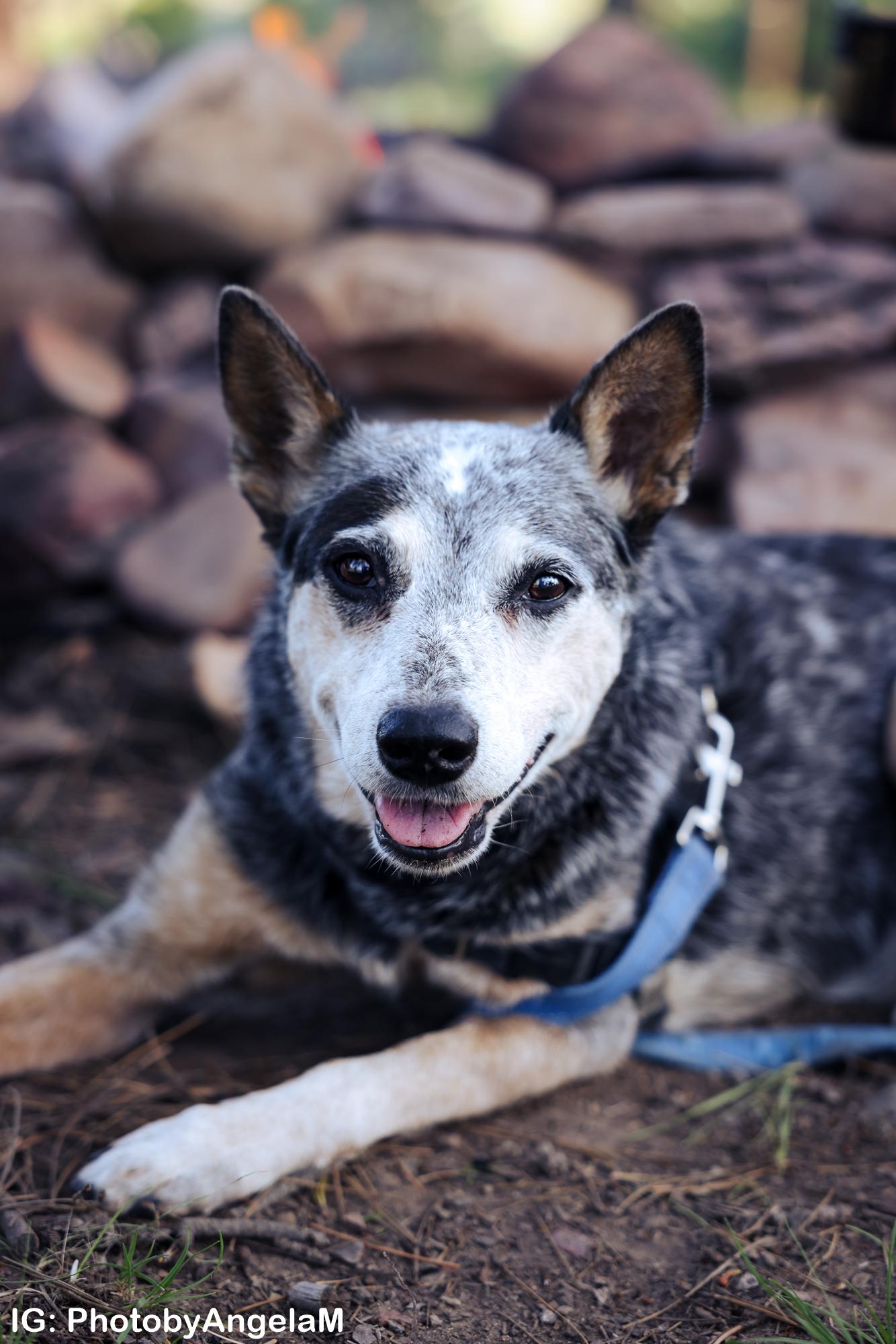 Daisy the Dog - image 1 - student project