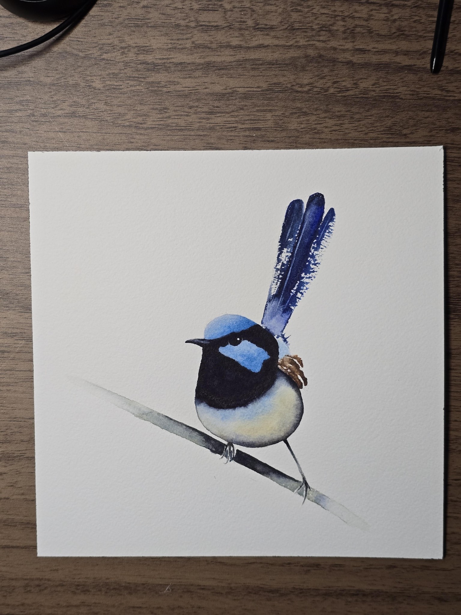 Superb Fairywren - image 1 - student project