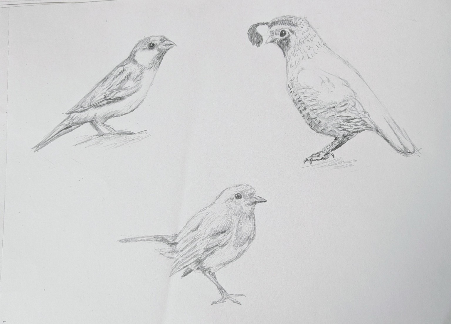 Bird Sketches - image 1 - student project