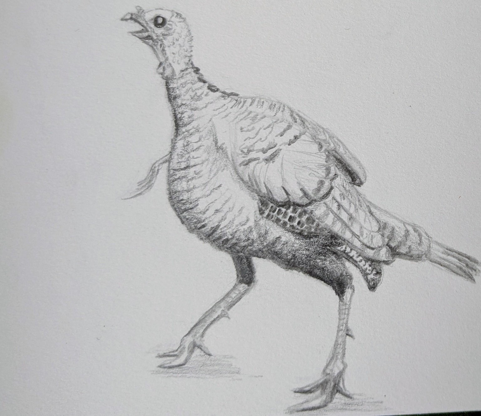 Bird Sketches - image 2 - student project