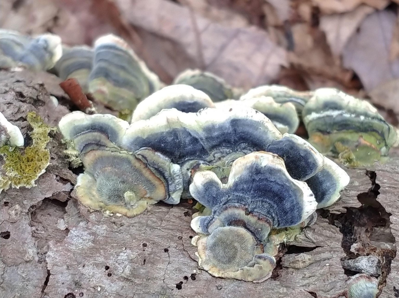 Bracket Mushrooms - image 2 - student project