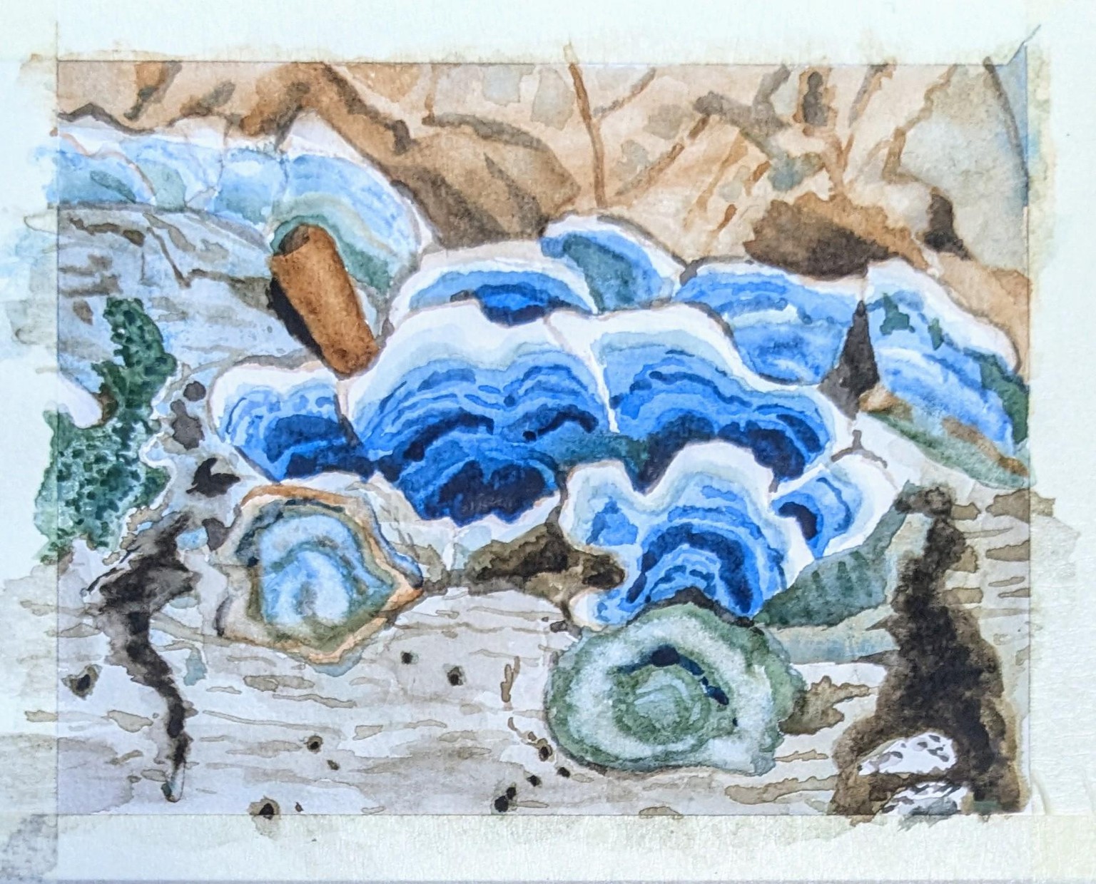 Bracket Mushrooms - image 1 - student project