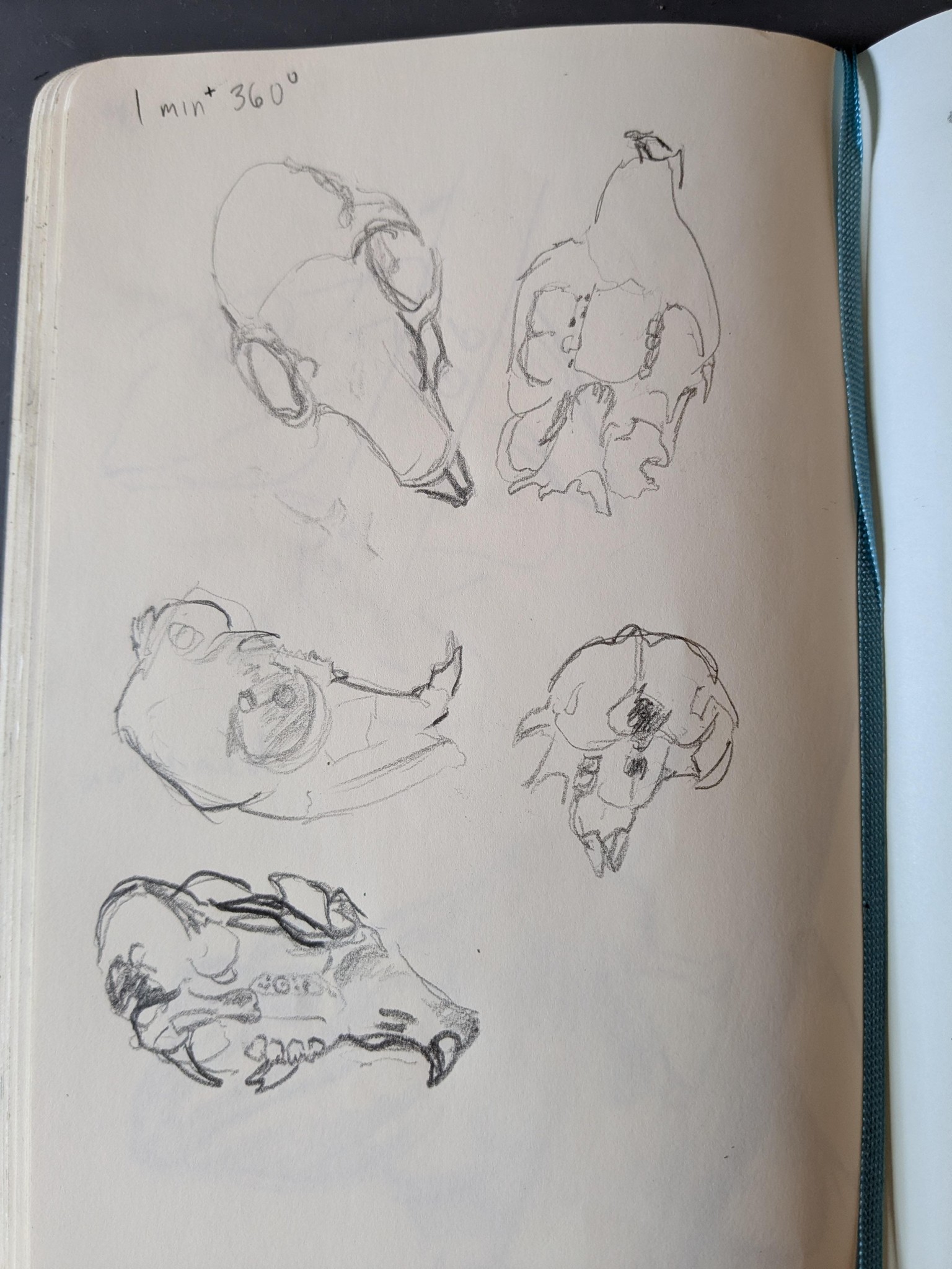 Squirrel Skull, Frog, Ganesha - image 1 - student project