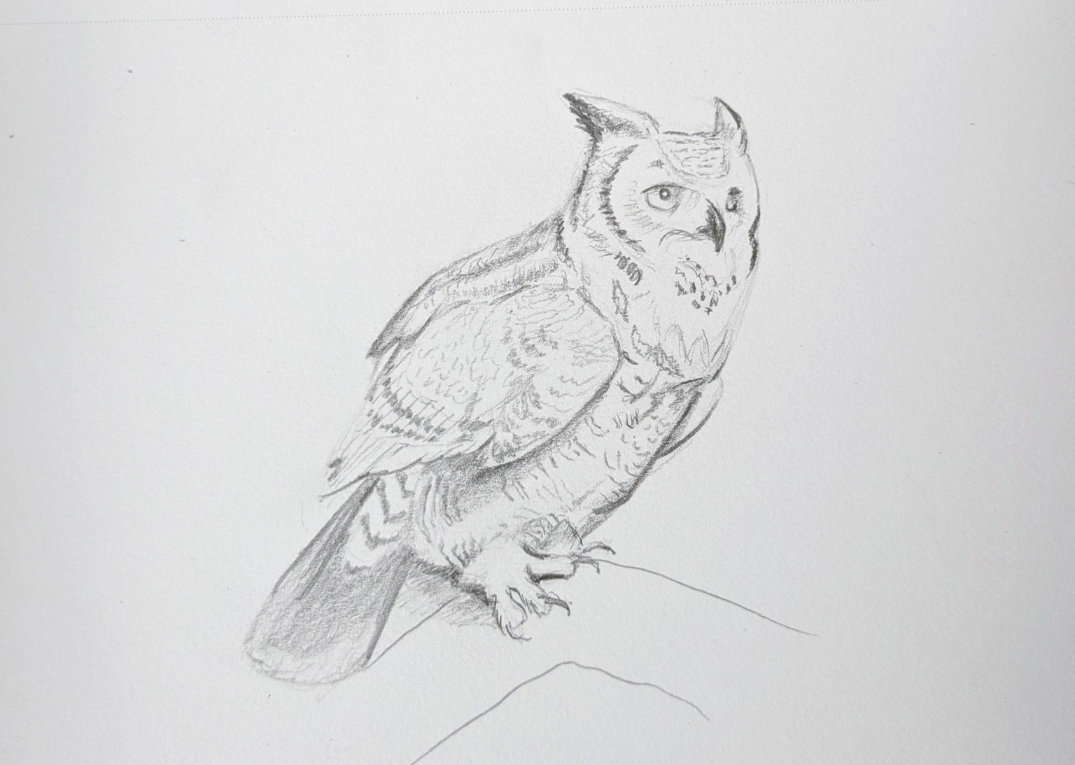 Bird Sketches - image 3 - student project