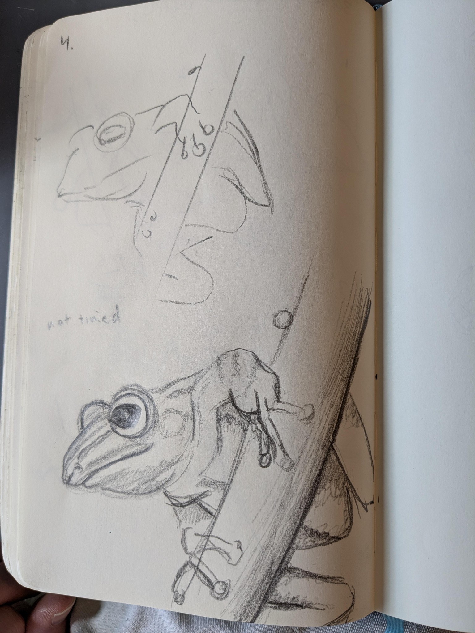Squirrel Skull, Frog, Ganesha - image 3 - student project