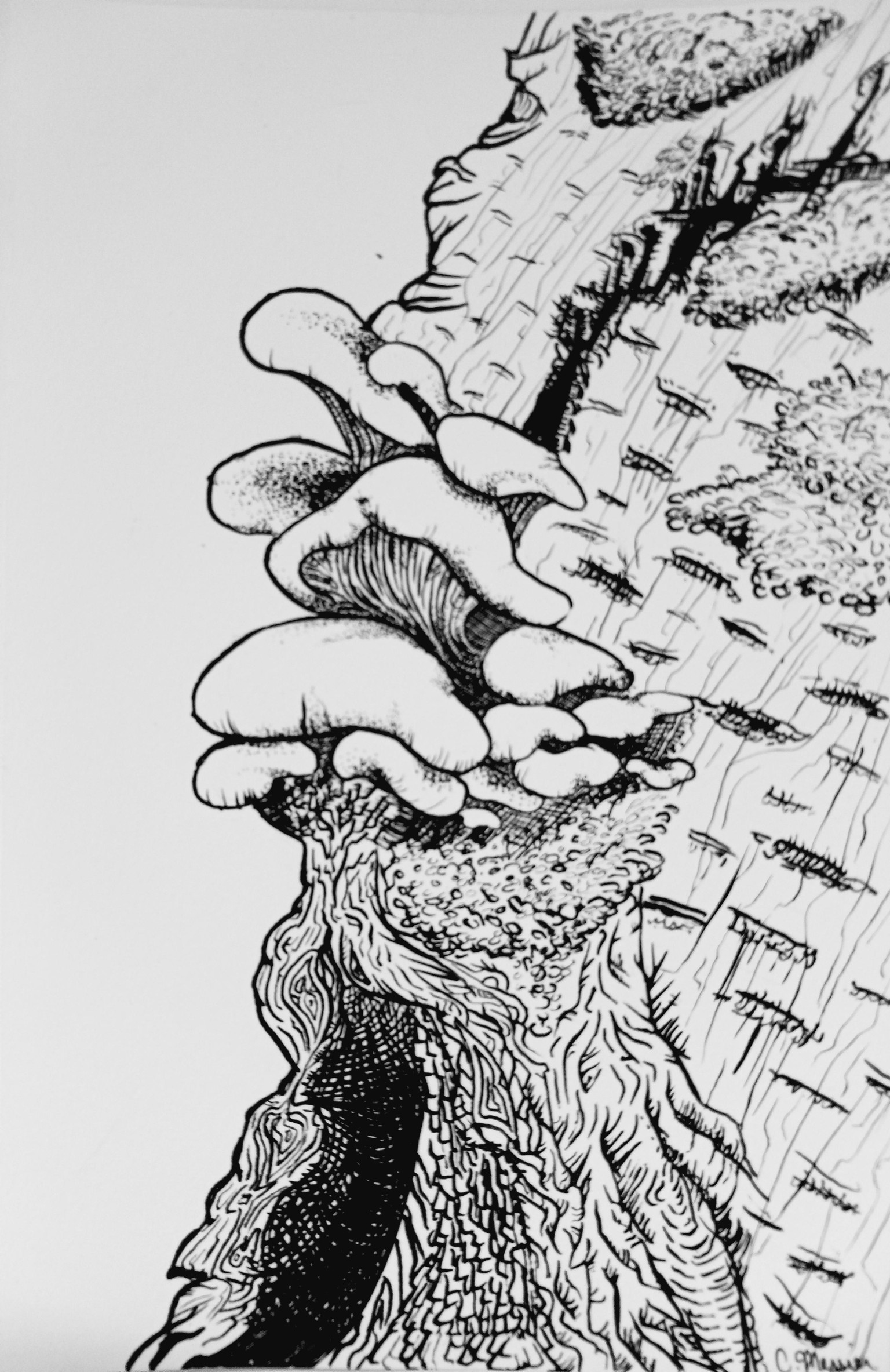 Oyster Mushrooms - image 1 - student project