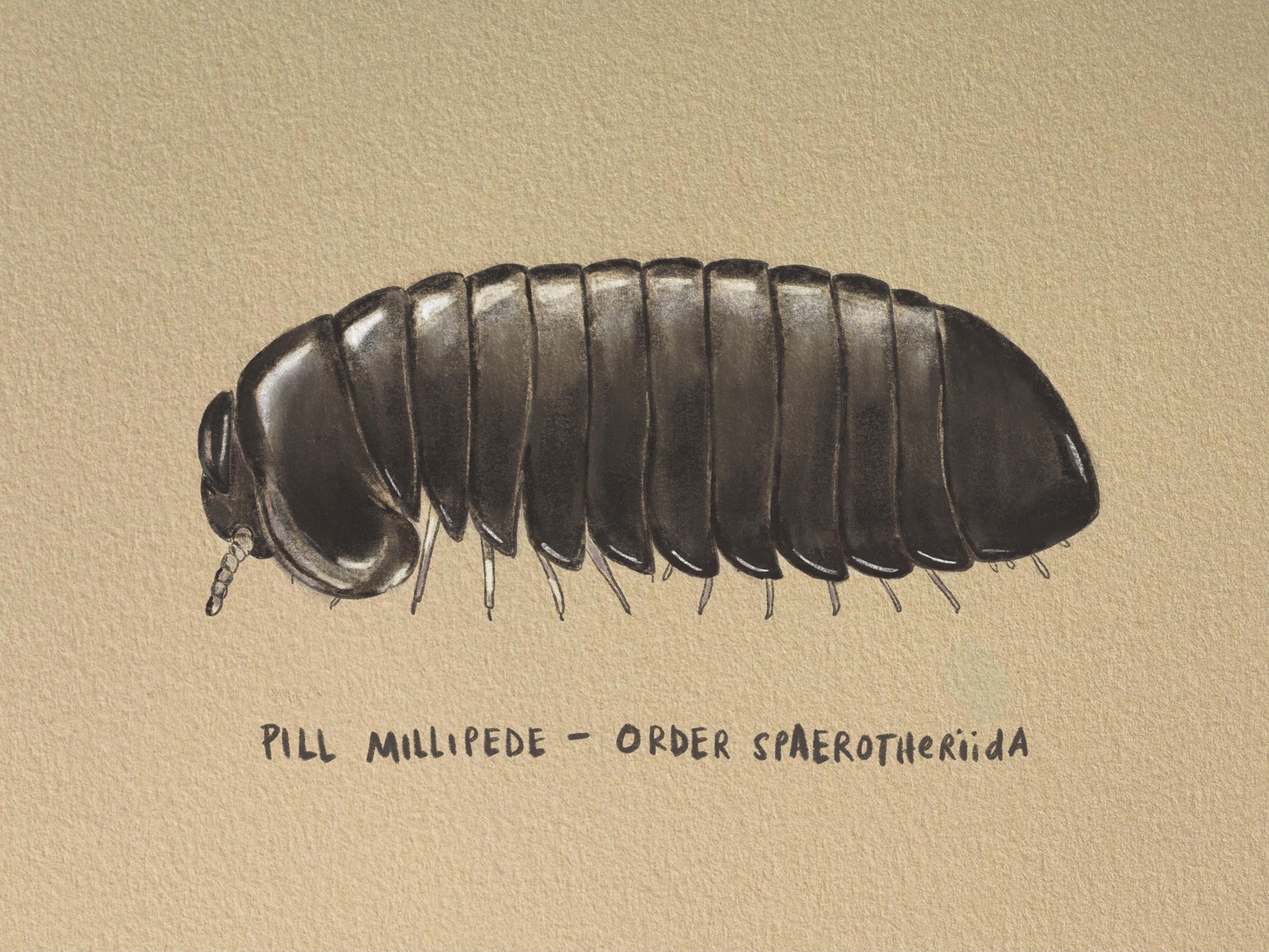 Pill Millipede - image 1 - student project