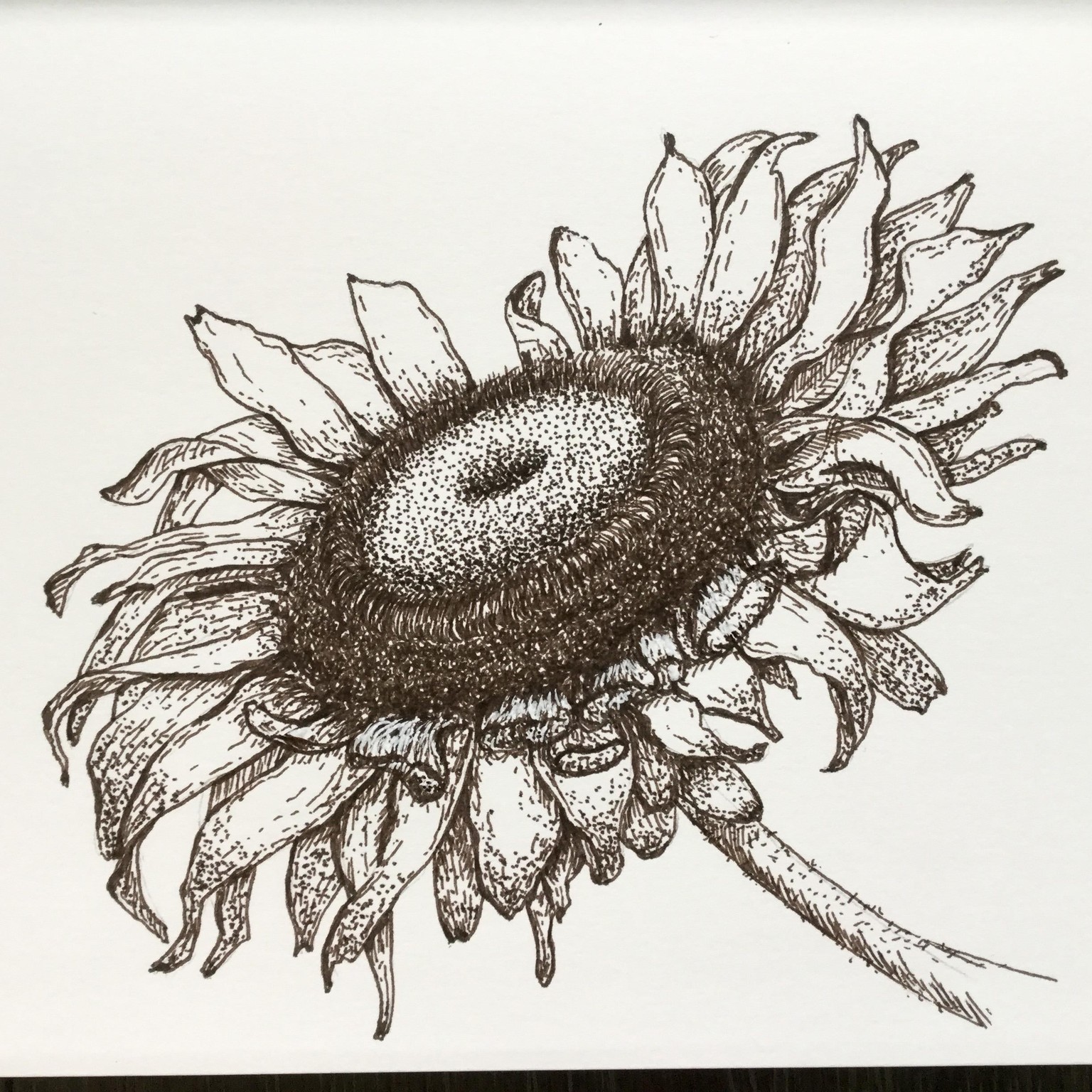 My sunflower - image 1 - student project