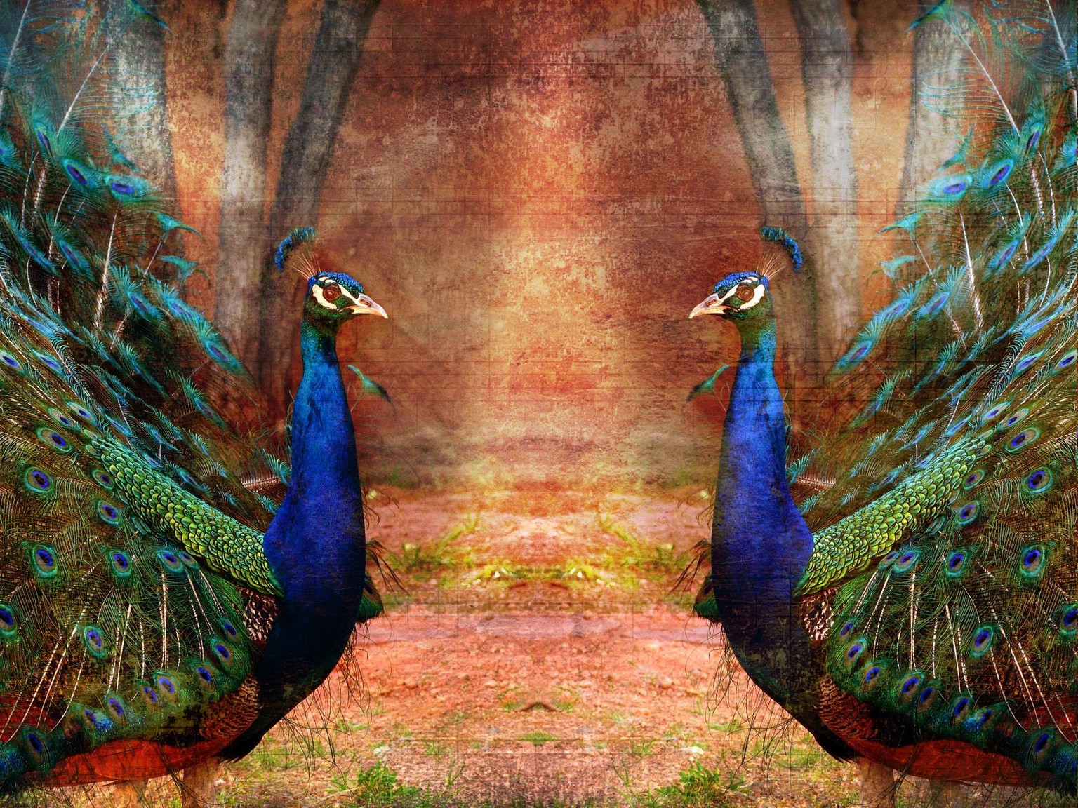 Beautiful Peacocks - image 1 - student project