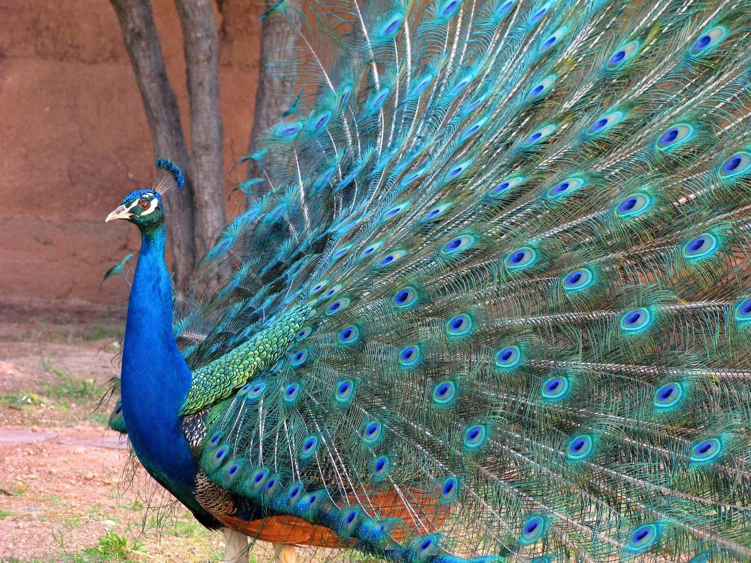 Beautiful Peacocks - image 2 - student project