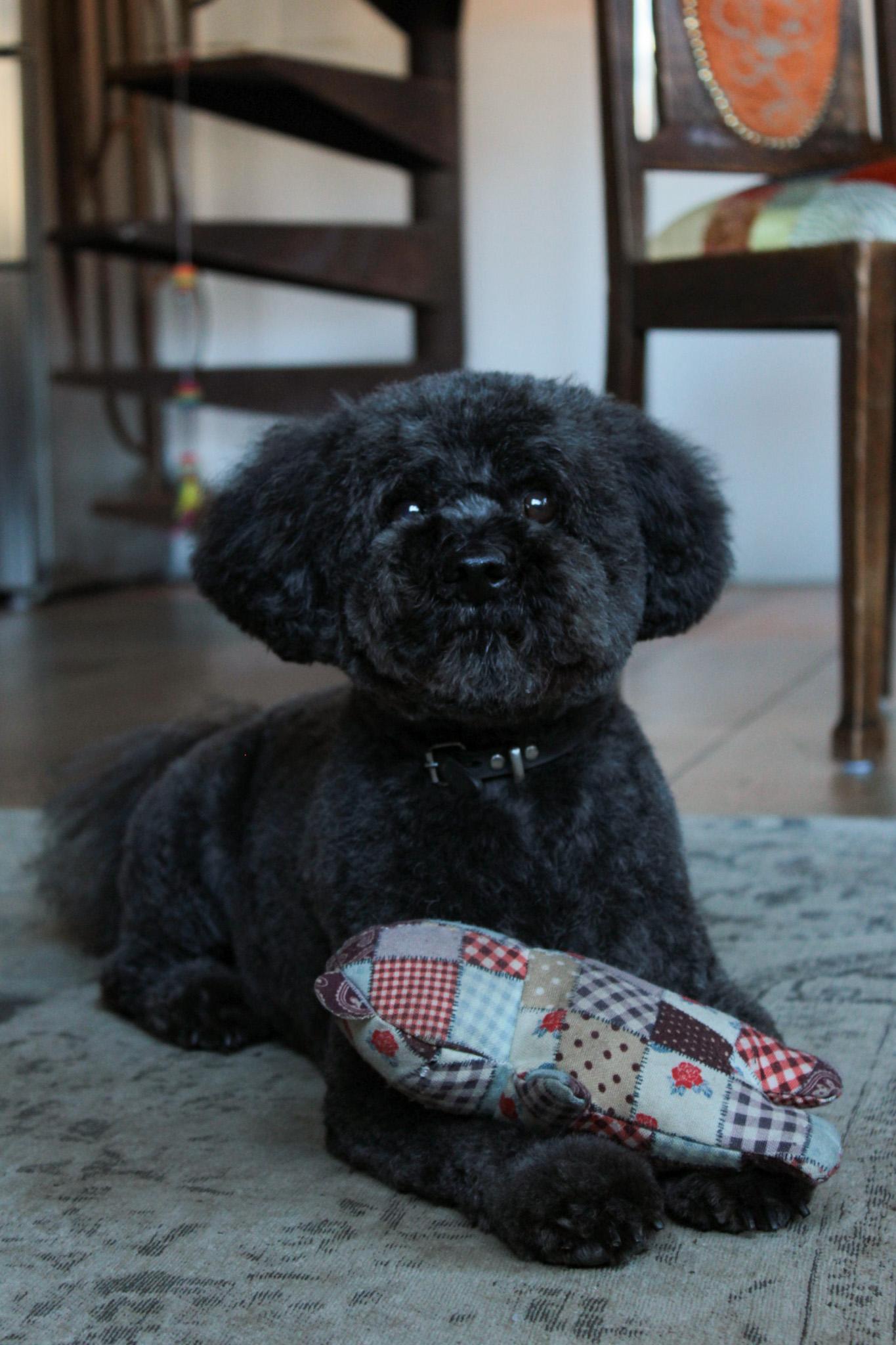 Pets - image 1 - student project