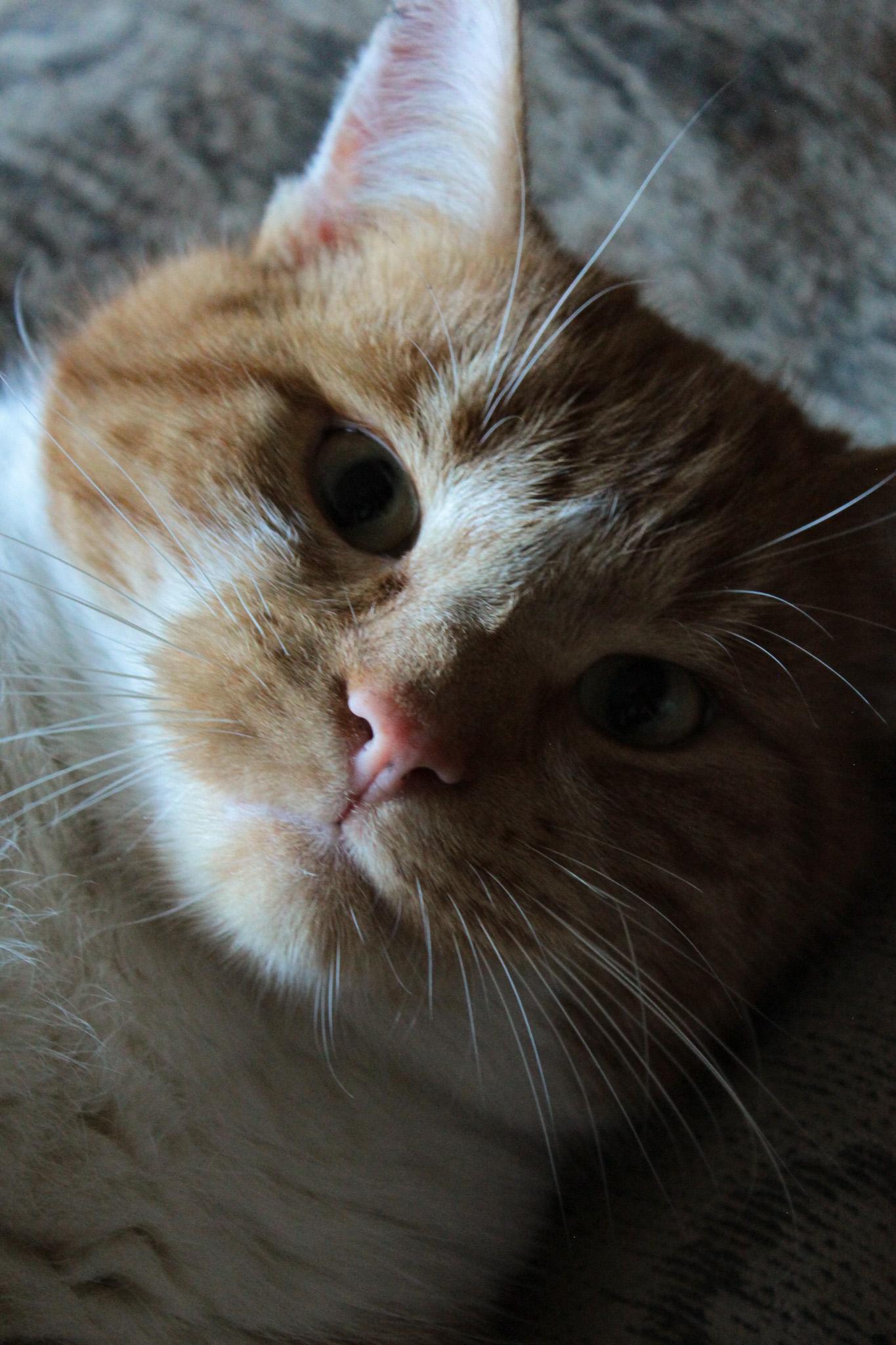 Pets - image 2 - student project