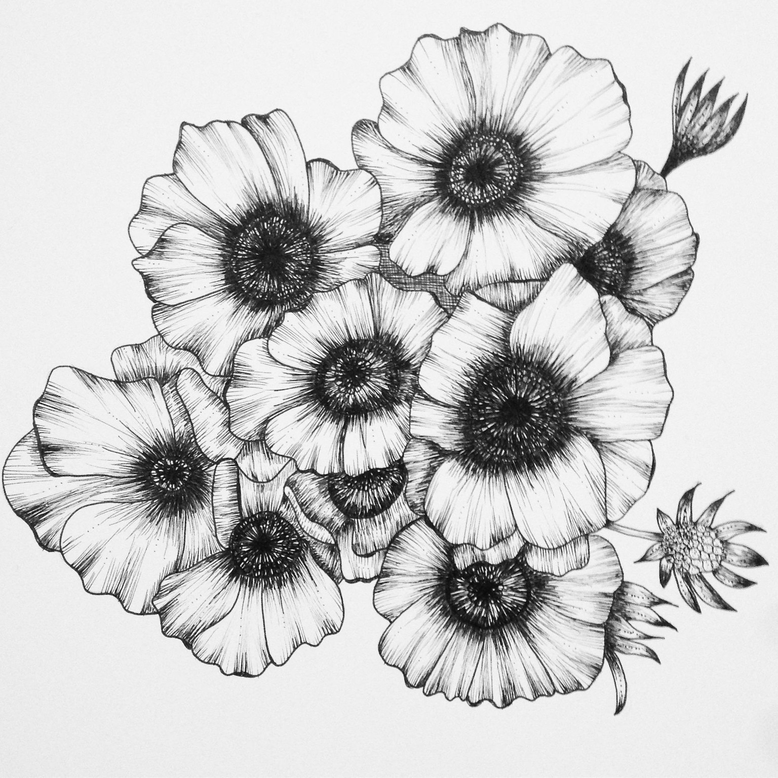 Penned Waterlilies + Poppies - image 6 - student project