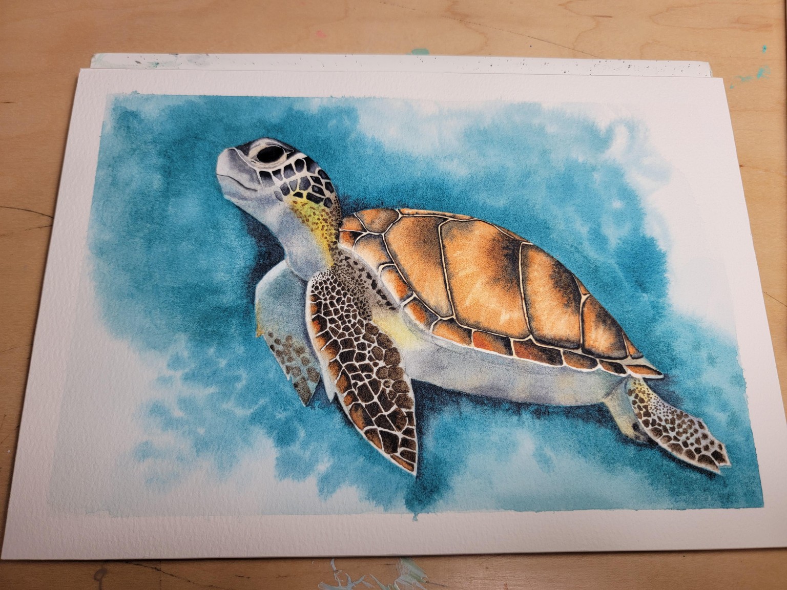 Sea turtle - image 1 - student project