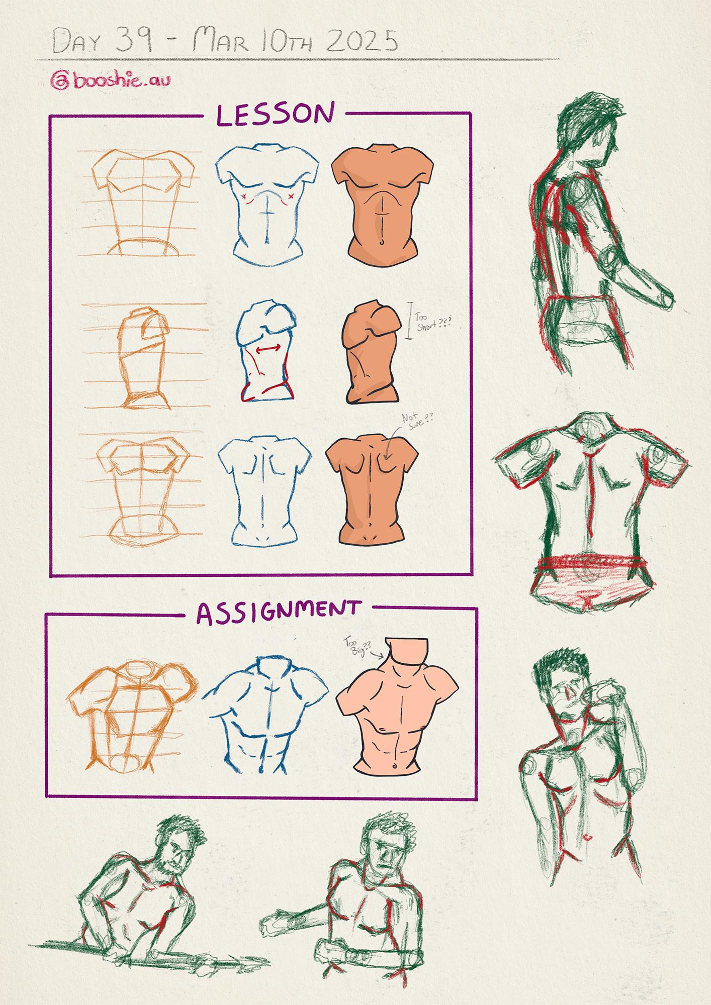 Assignment: Draw Male Torso - image 1 - student project