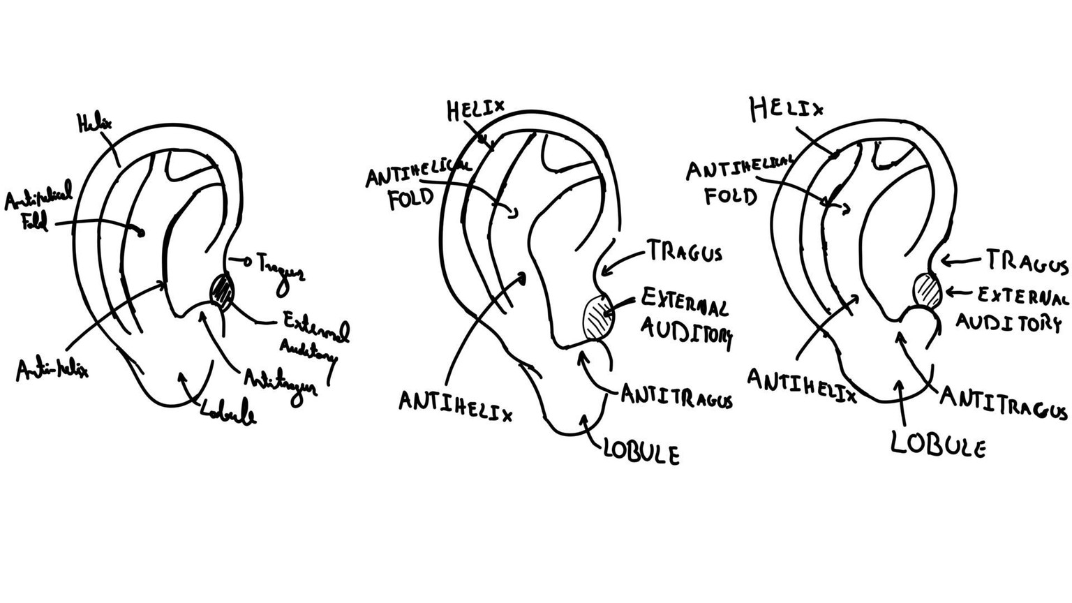 I'm all ears. - image 1 - student project