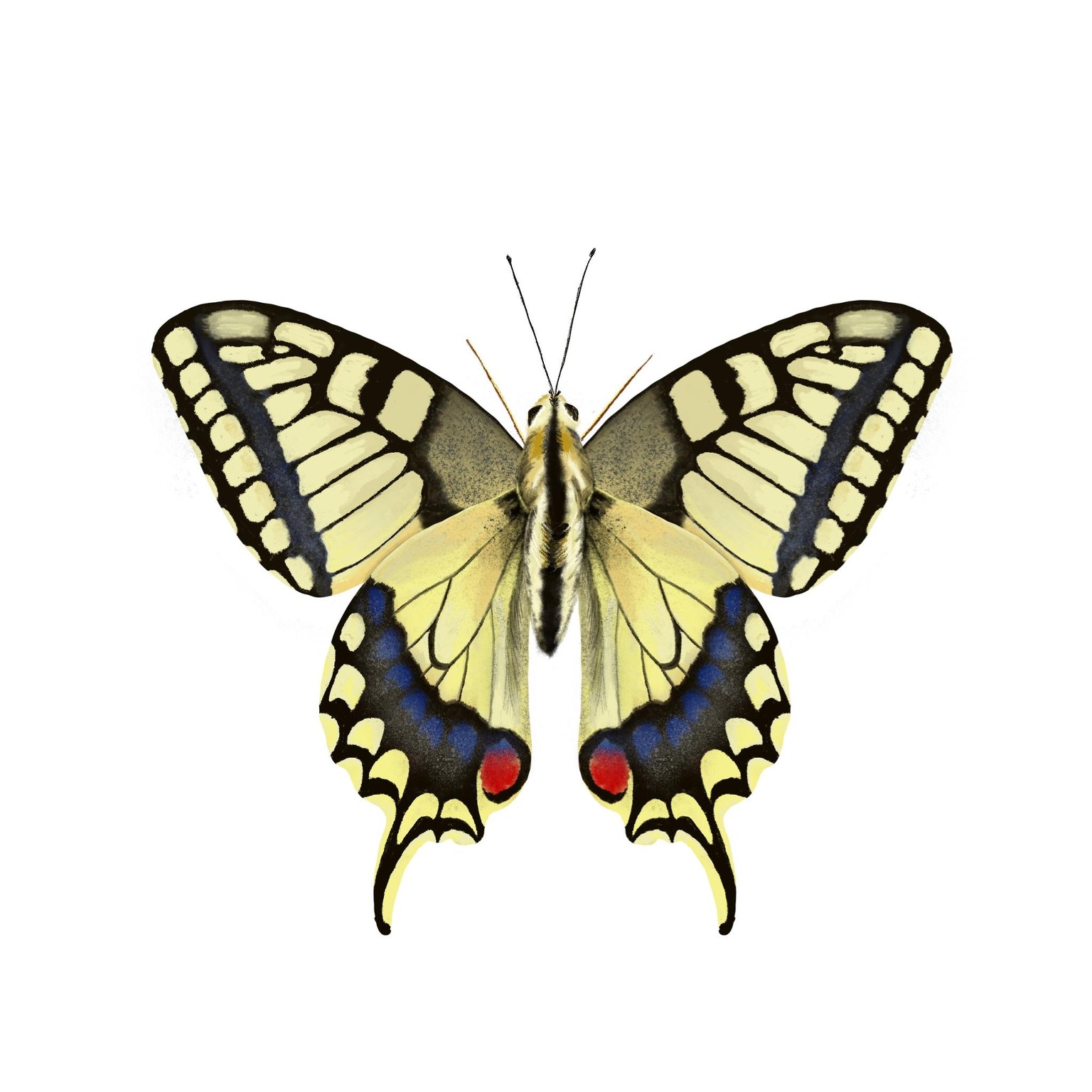 Old World Swallowtail - image 3 - student project