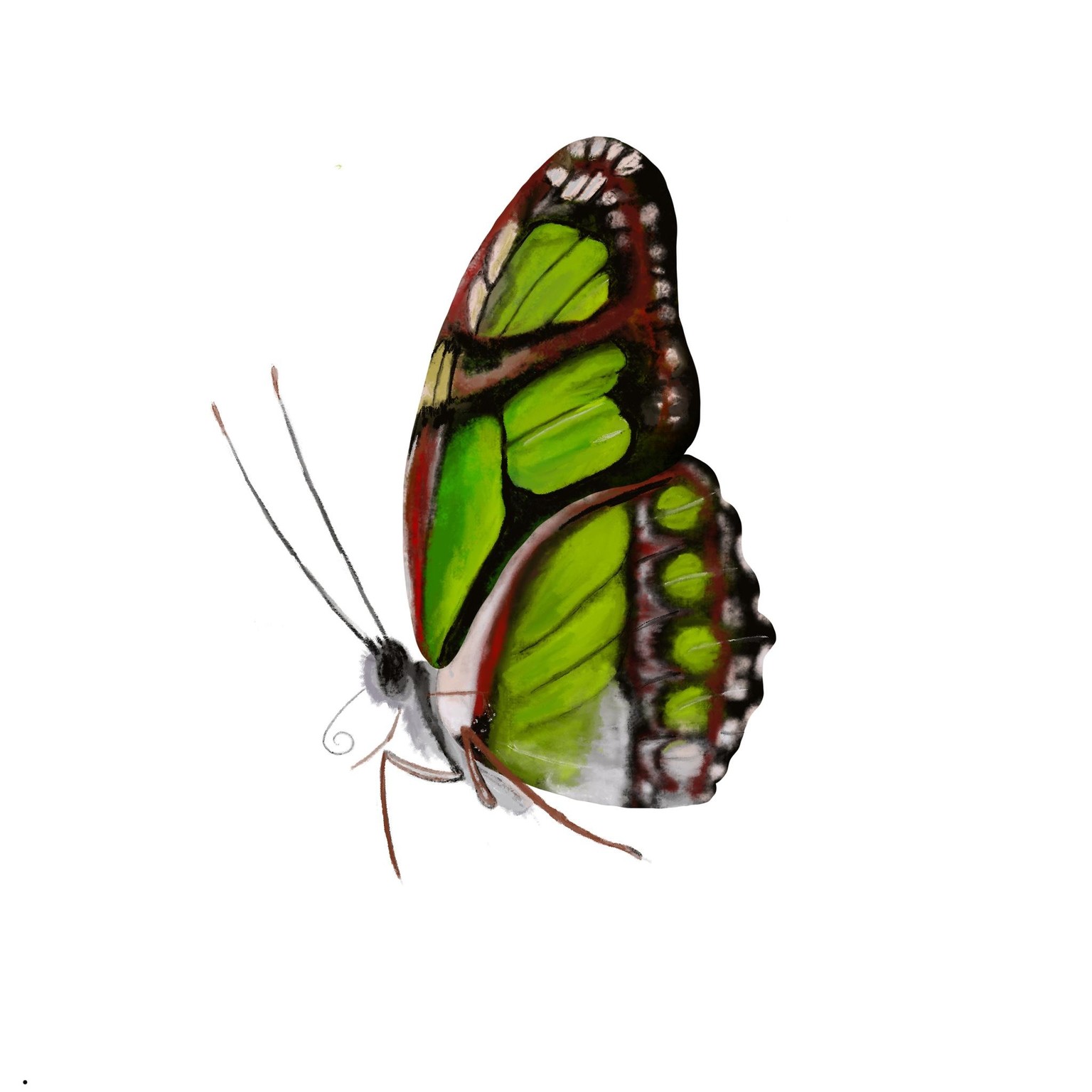 Old World Swallowtail - image 2 - student project