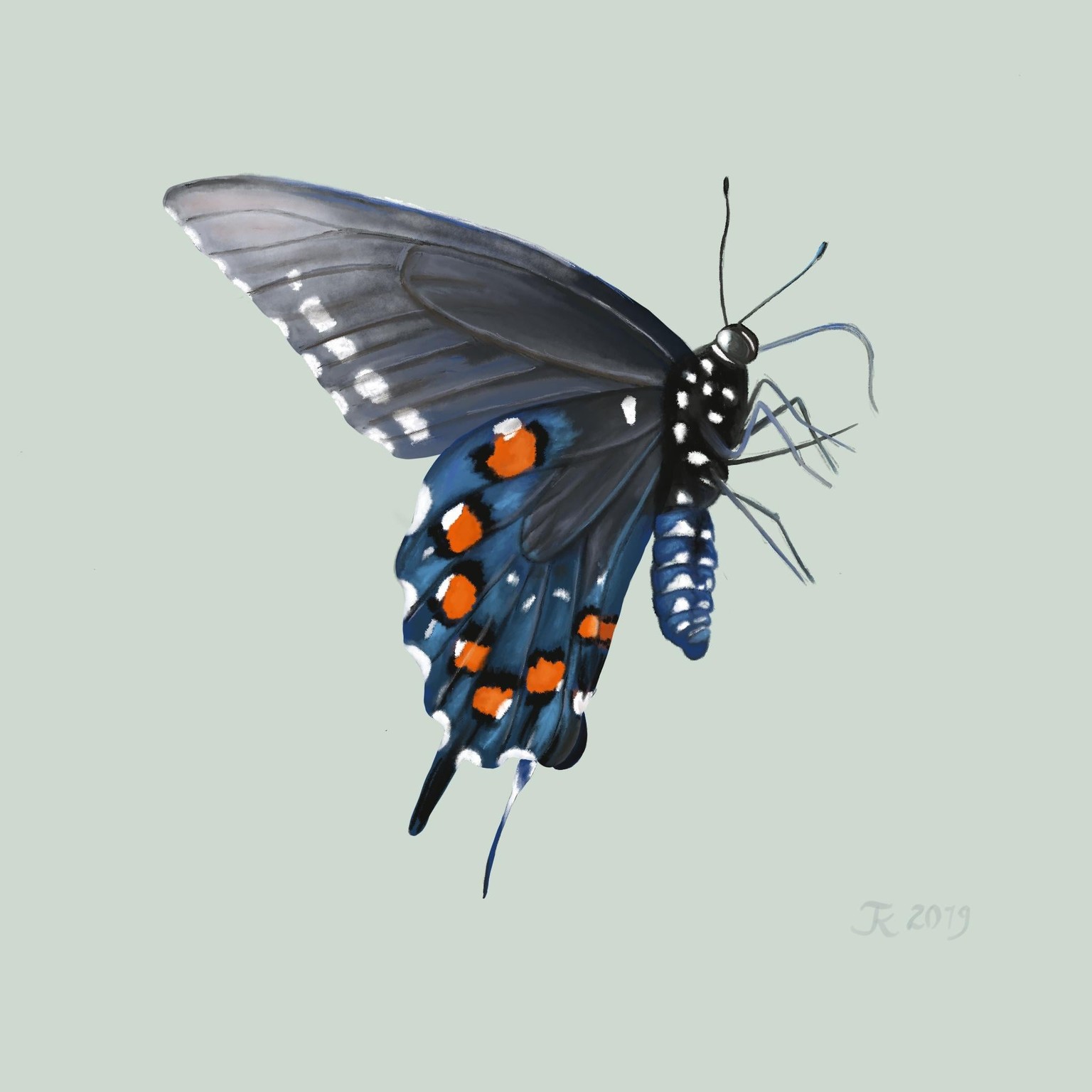 Old World Swallowtail - image 1 - student project