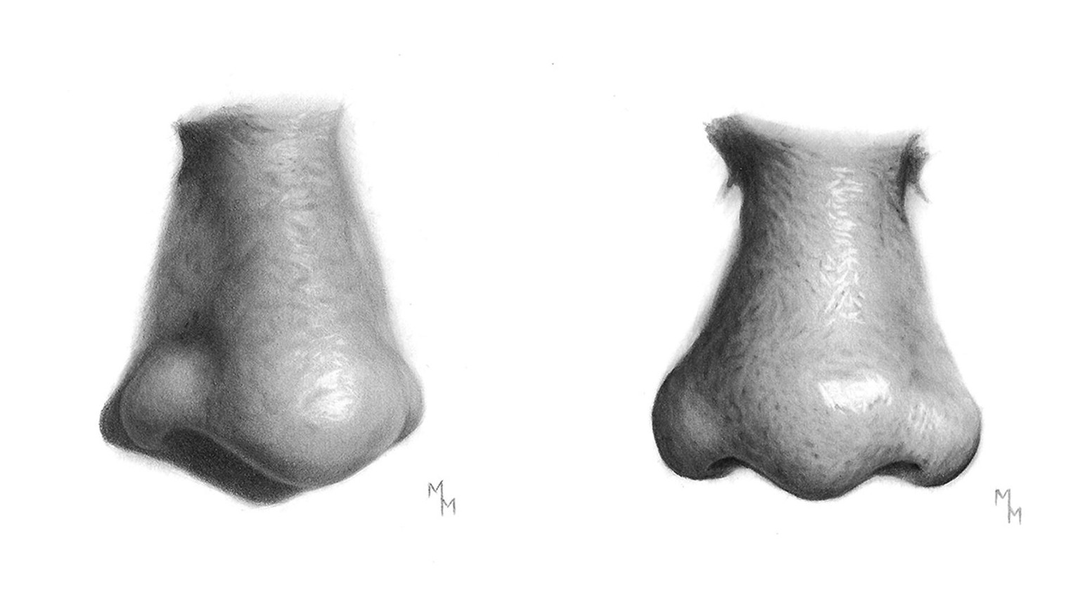 Realistic Noses - image 1 - student project