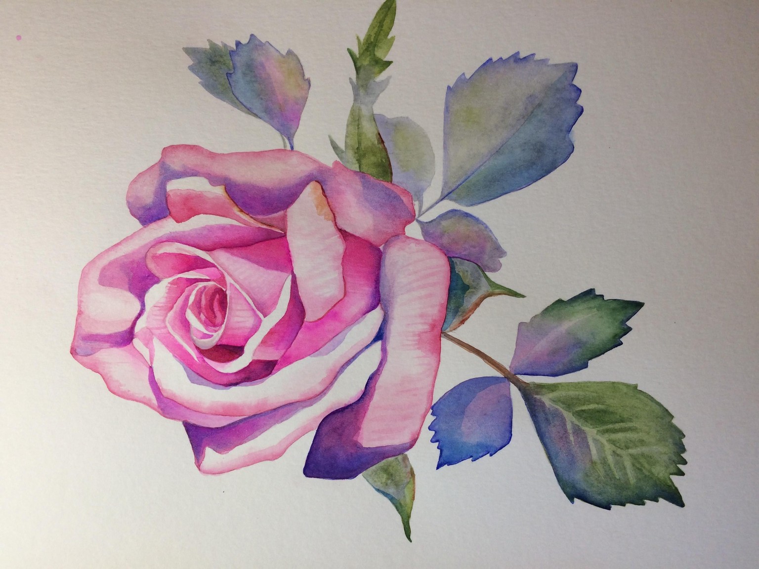 rose - image 1 - student project