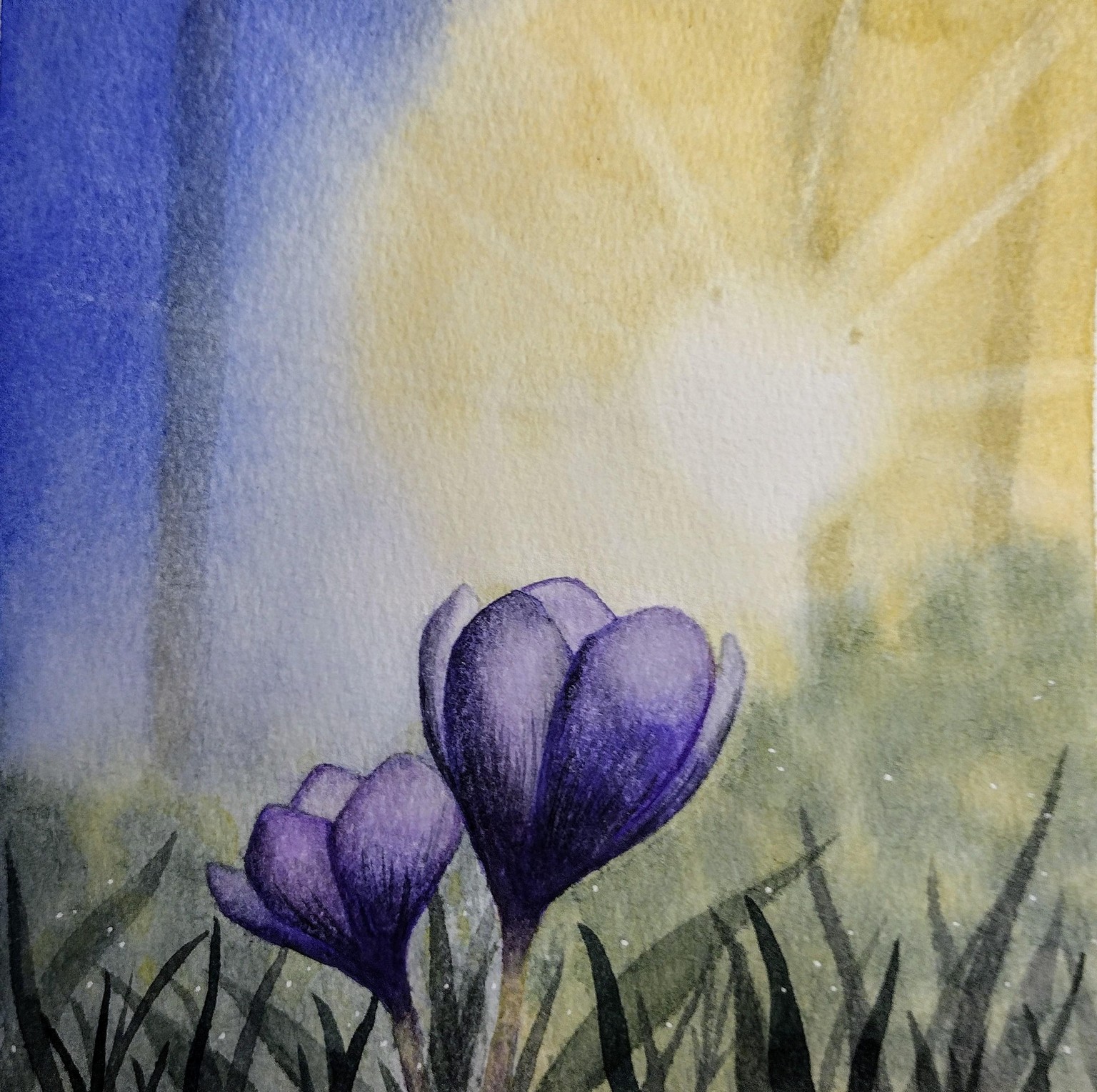 Sunny crocuses - image 1 - student project