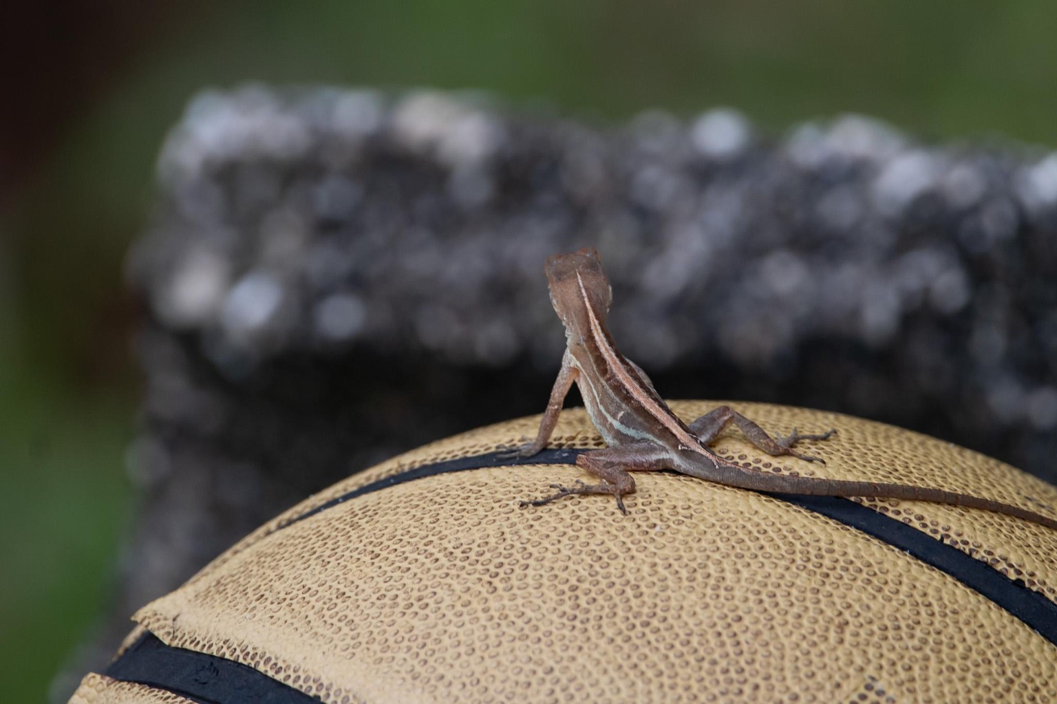 Anolis cybotes - image 1 - student project