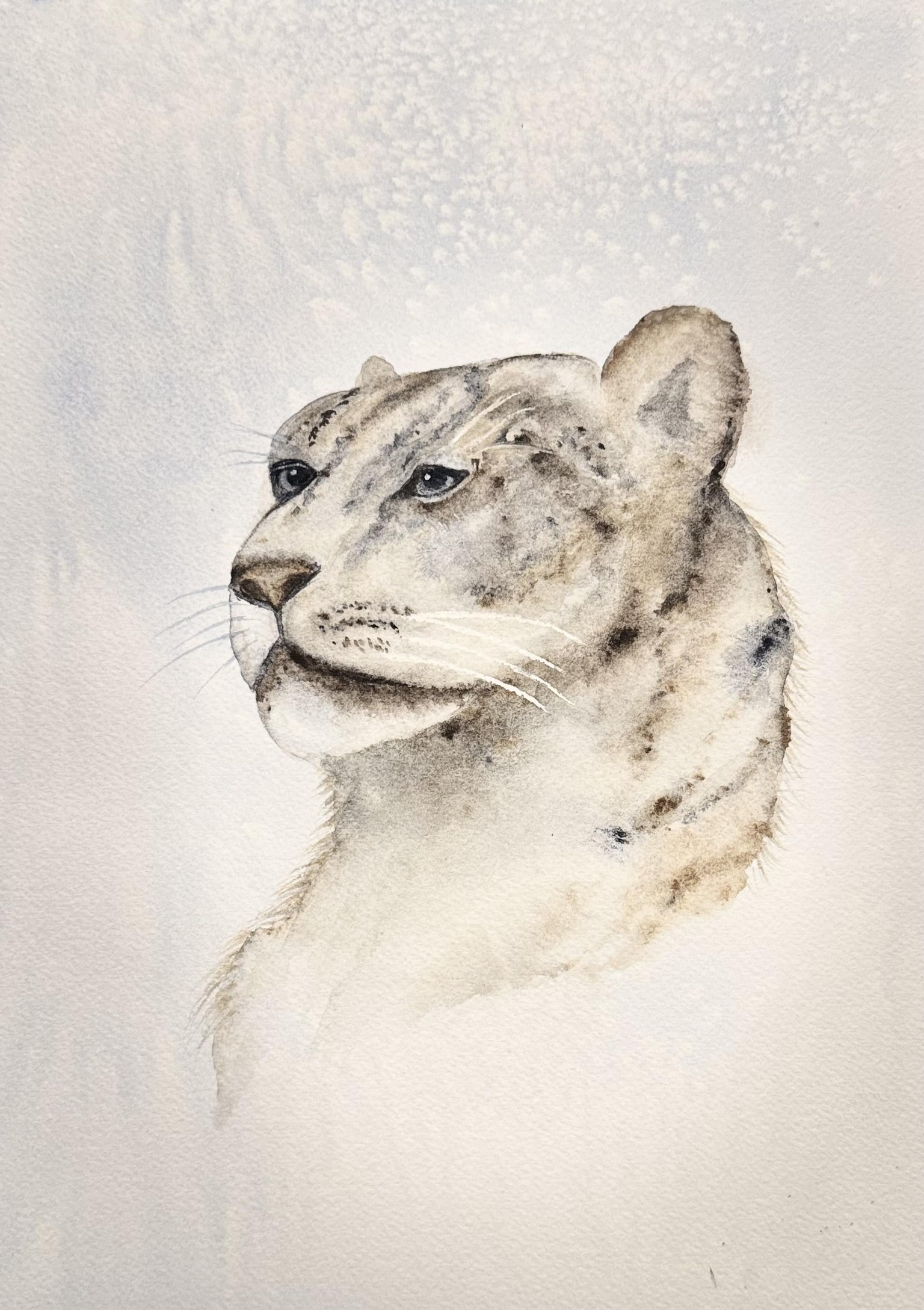Snow Leopard - image 1 - student project