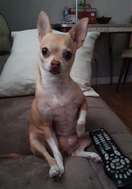 Lady, my little Chihuahua - image 1 - student project