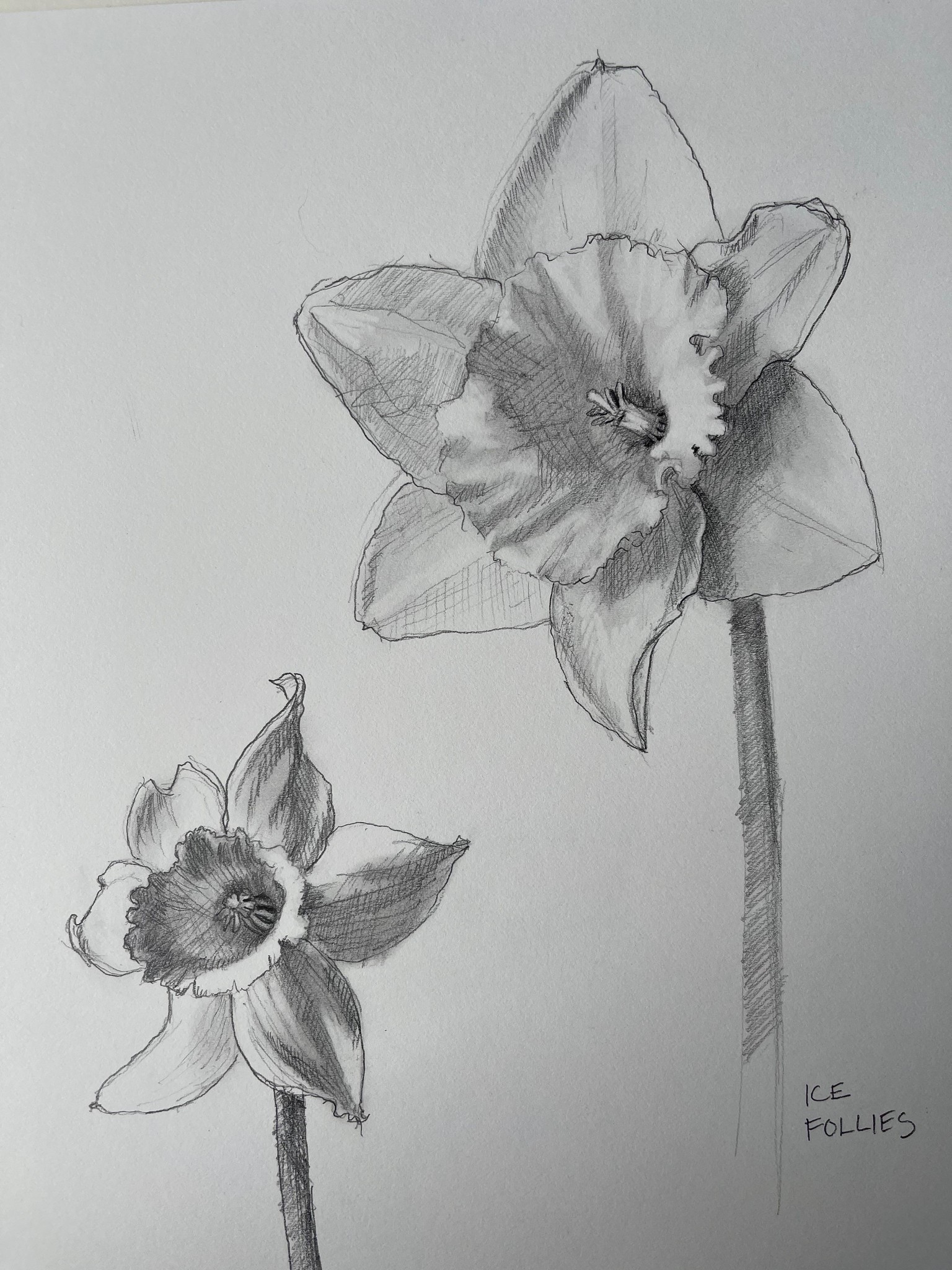 Daffodil drawings - image 1 - student project